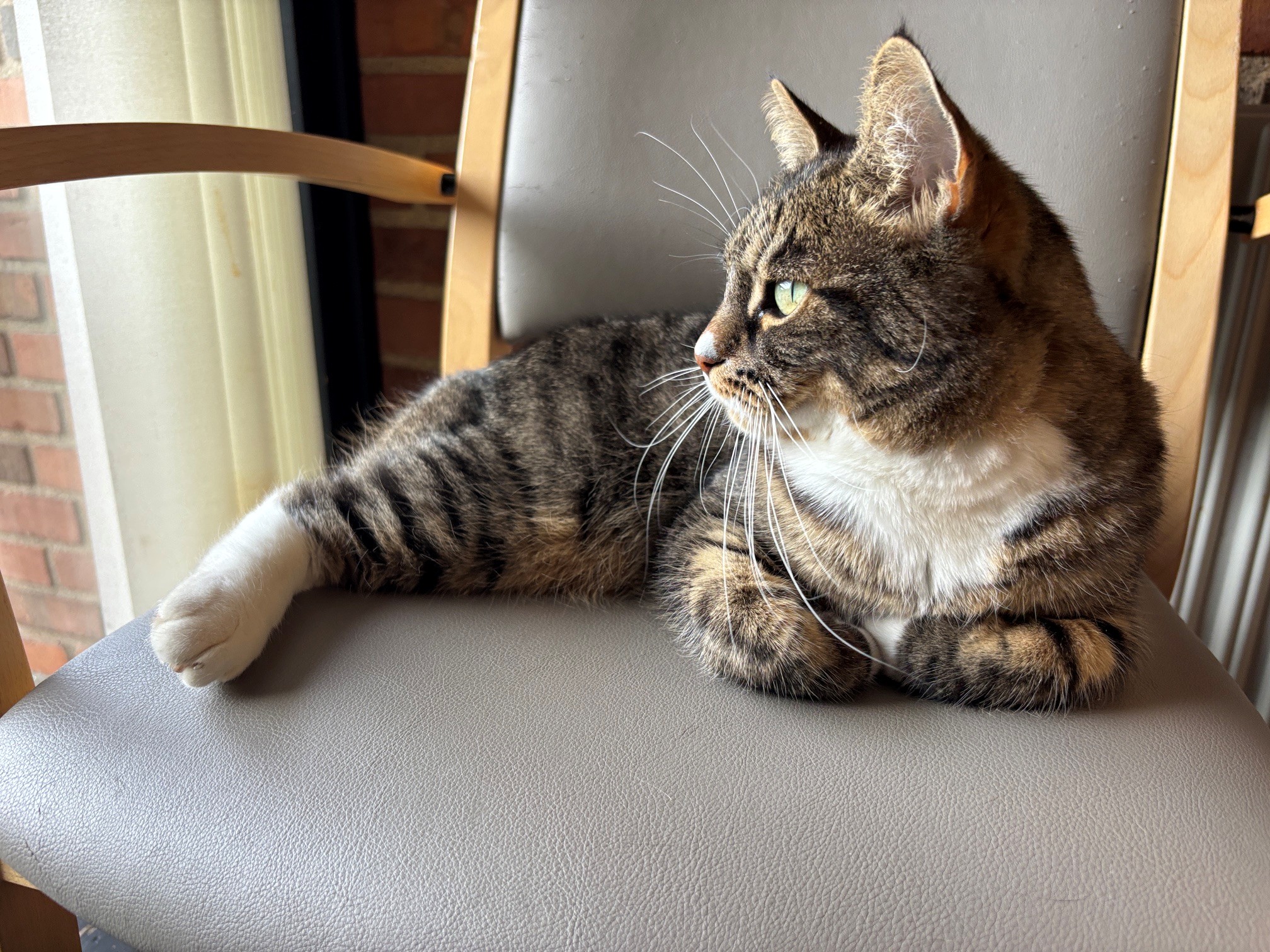 Katten Fie højner livskvaliteten på plejehjemmet Bernadottegården.