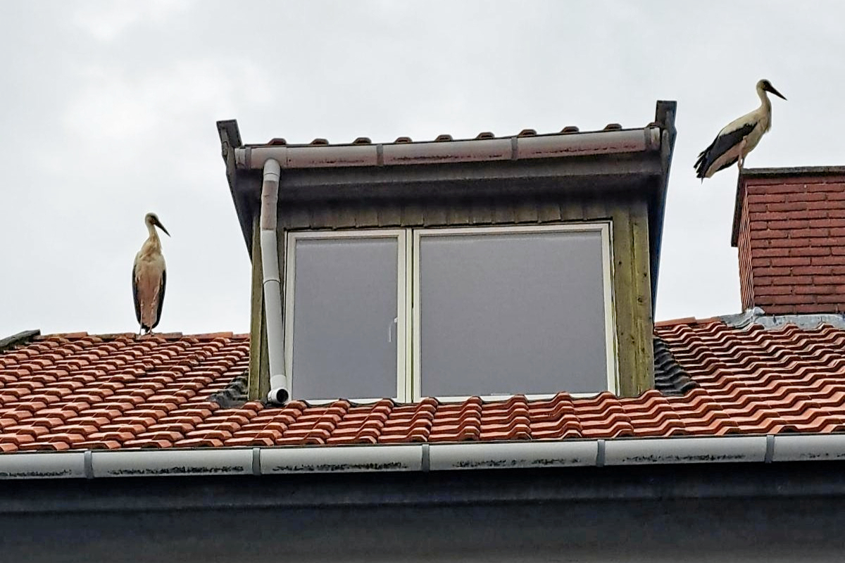 Pludselig sad der to storke på taget.