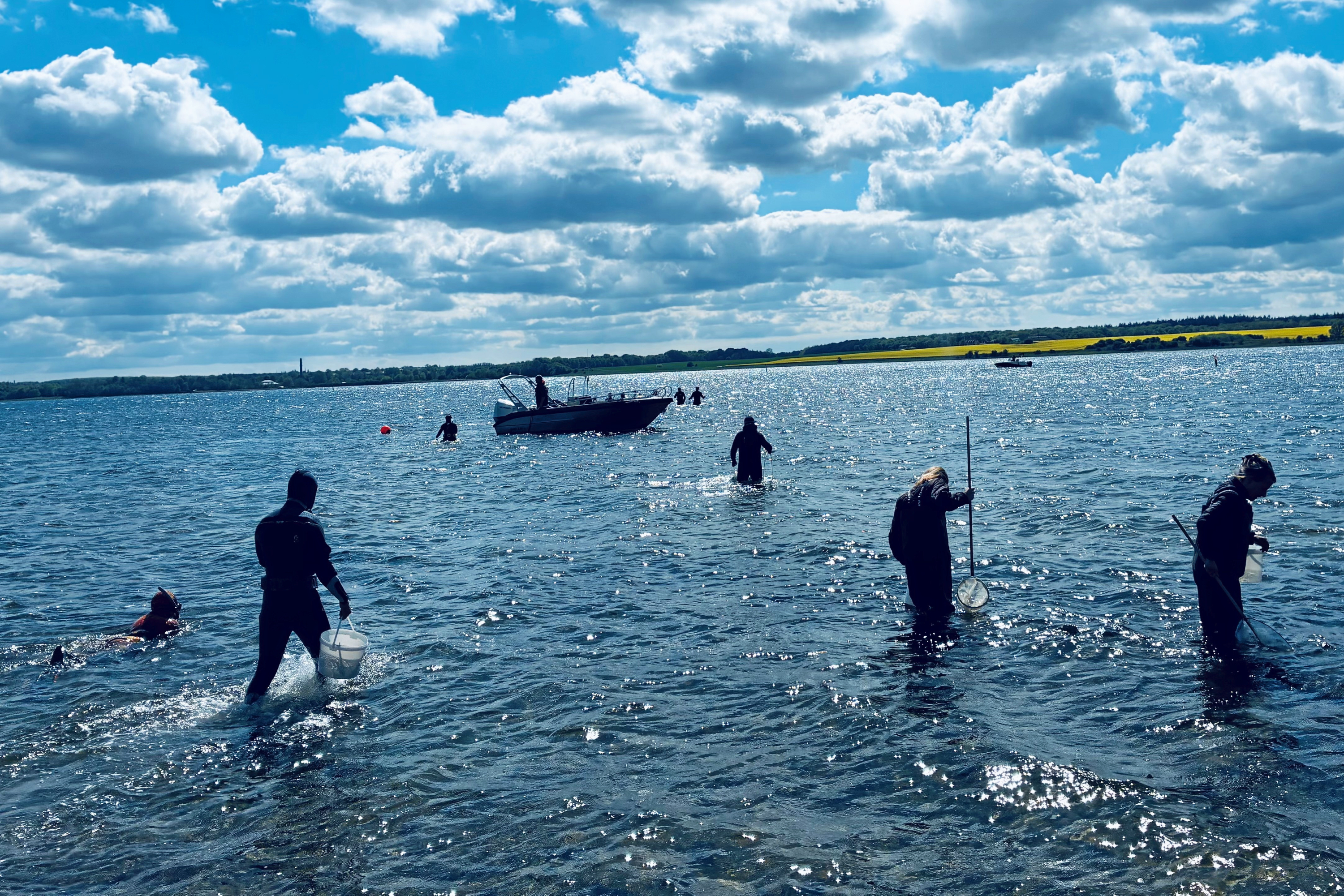 Deltagerne i Corolabs generalforsamling måtte iføre sig våddragt og waders for at give en hjælpende hånd med at plante ålegræs i Roskilde Fjord ved Veddelev.