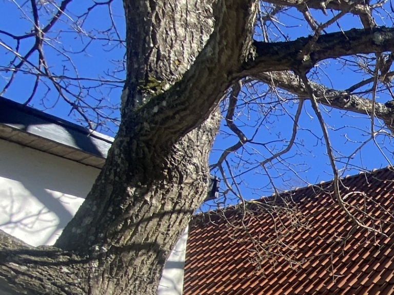 Siden 1950'erne har børnehaven huset 20 børn ad gangen. - Børnehaven Skomagerbakken Siden 1950'erne har børnehaven huset 20 børn ad gangen.