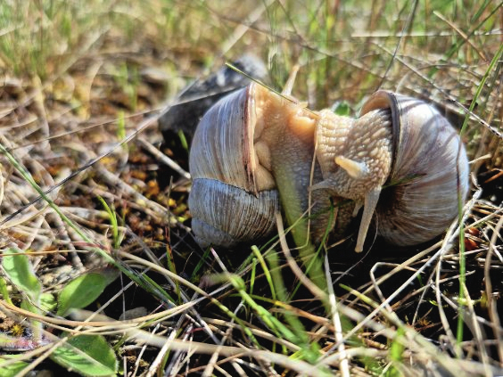 Vinbjergsnegle i parring