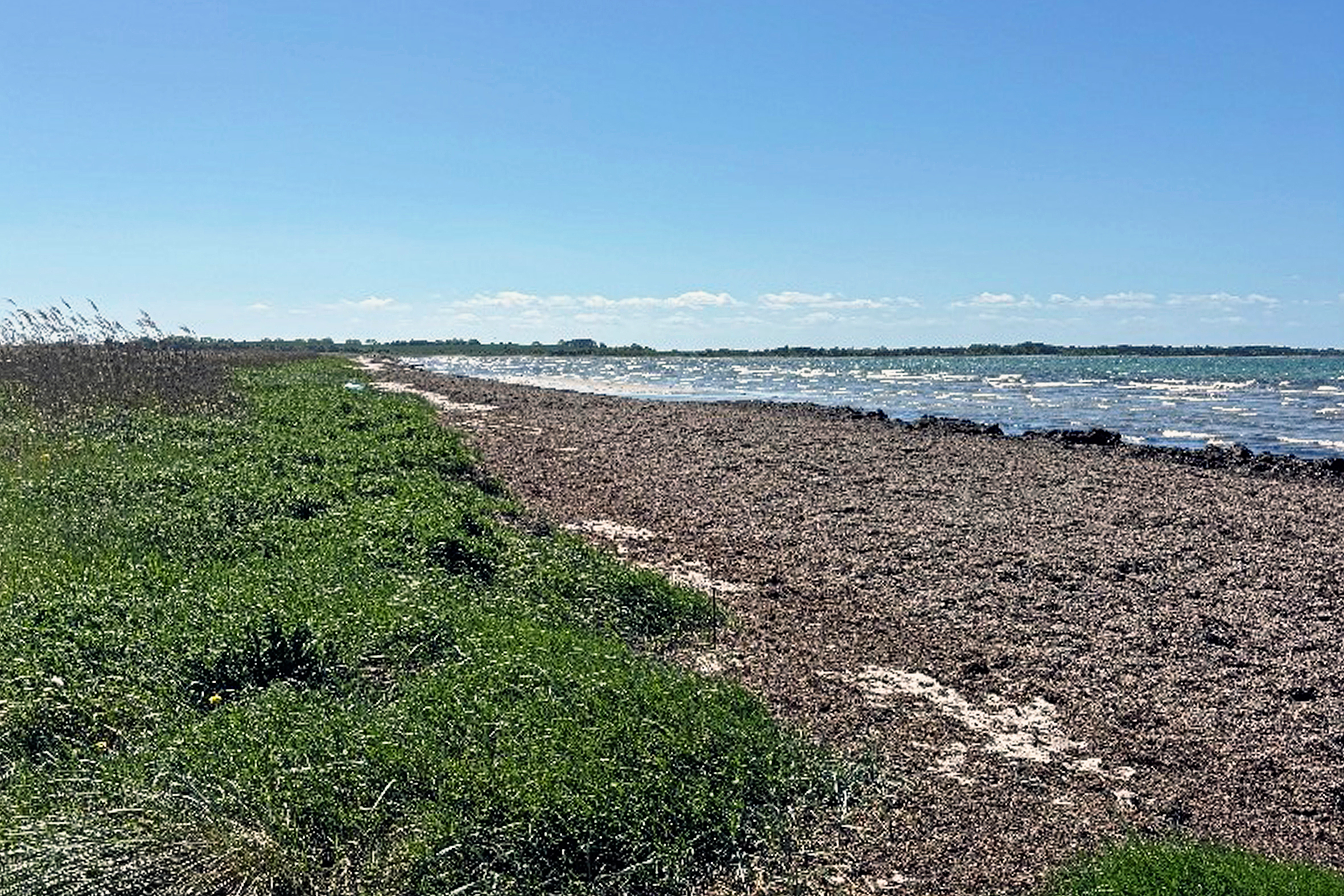 Billedet, der er taget den 27. maj 2026, viser en cirka 20 meter bred tangbræmme langs hele kysten på Bjerge Sydstrand. - Lad os nu gøre en fælles indsats før bade- og turistsæsonen for alvor starter, skriver Marianne Sørensen og Ivan Jørgensen i et åbent brev til borgmester Martin Damm.