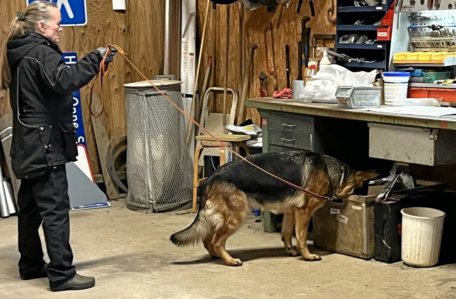 Nosework er en disciplin for hunde med gode næser. Hunden skal finde små duftspor (dråber) på vægge, køretøjer, mure og i beholdere.