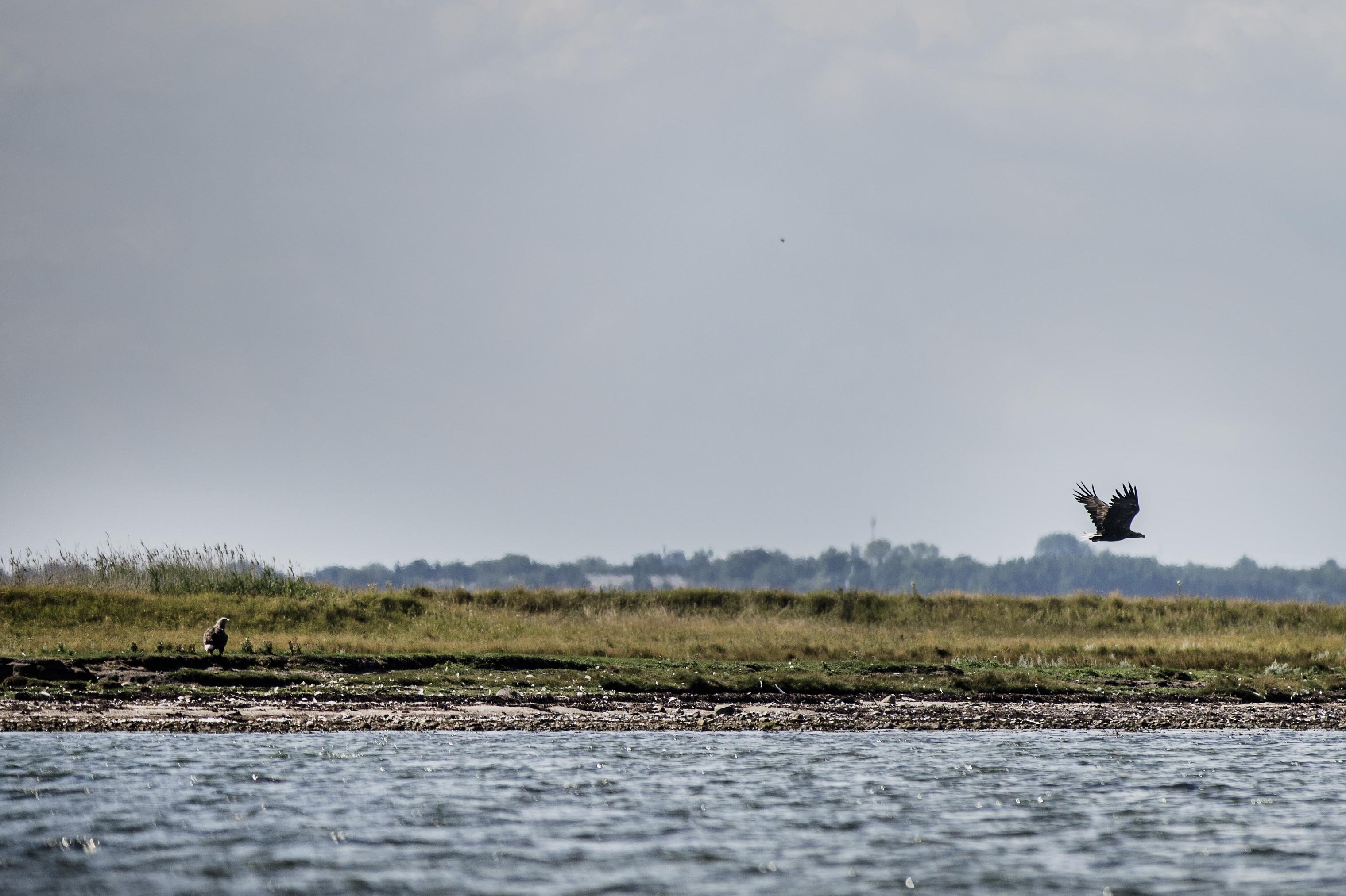 Der er millioner af kroner på vej til et stort naturgenopretningsprojekt, der skal forbedre livsbetingelser for havdyr og planter i Det Sydfynske Øhav. (Arkivfoto).