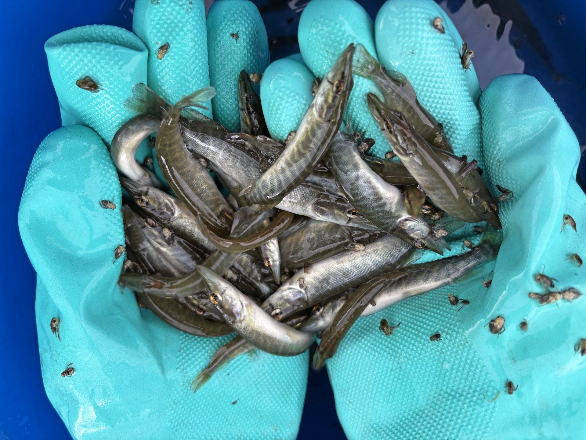 De små fisk udstyres med en mikroskopisk nummerplade, så forskerne kan opgøre bestanden.