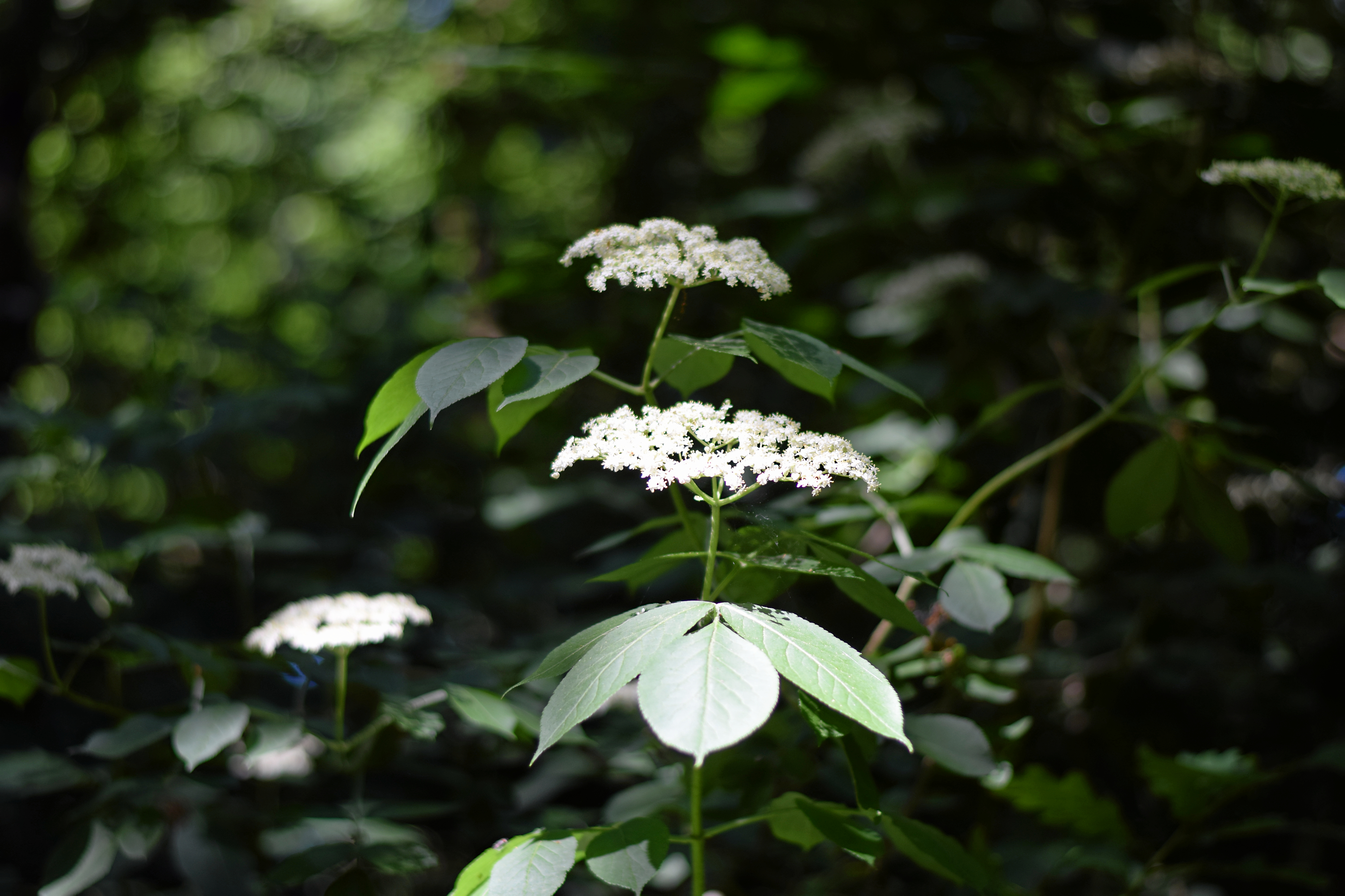 Hyldeblomster og hylden i det hele taget er en magisk plante, som er ekstra magisk ved midnat på midsommernat.