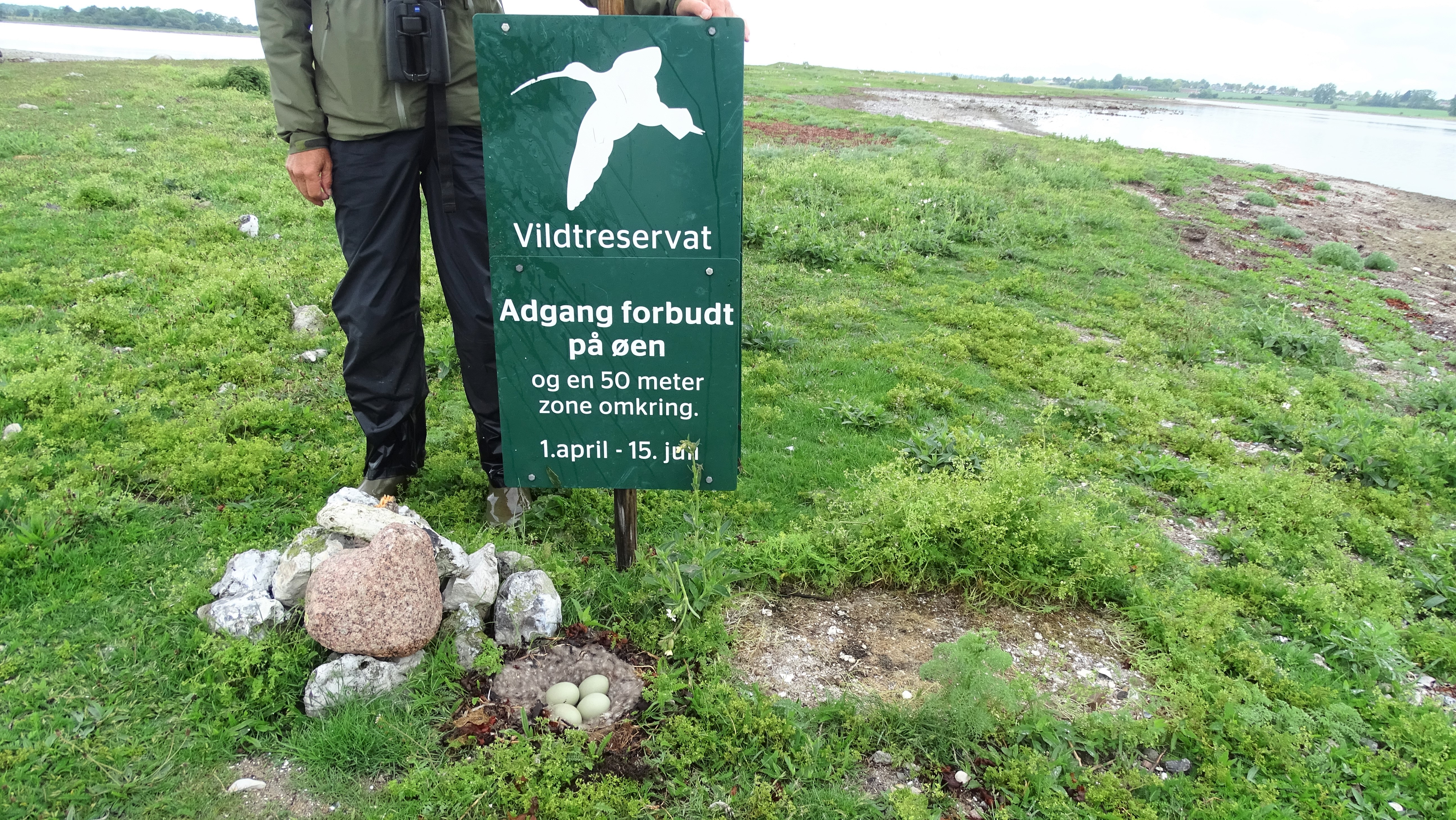 Et sted i Roskilde Fjord har vadefuglene det nu så godt, at de danner tæskehold i kampen mod havørnene.