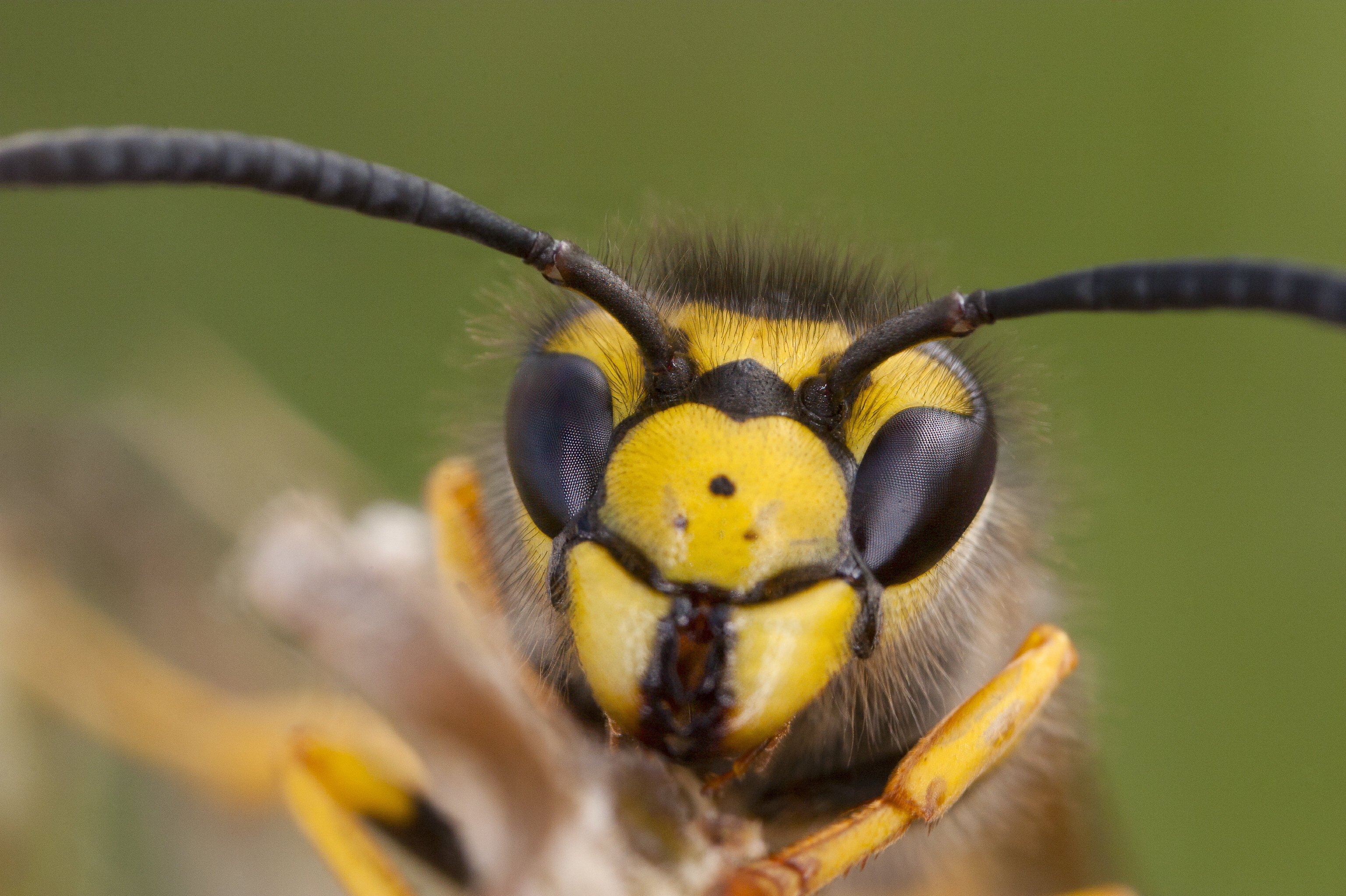 Der er omkring 40 arter af gedehamse i Danmark, også kendt som hvepse. Den tyske gedehams er en almindelig art af hveps med gule og sorte striber. De lever primært af andre insekter, men søger også ofte mod menneskers mad og drikke. (Arkivfoto).