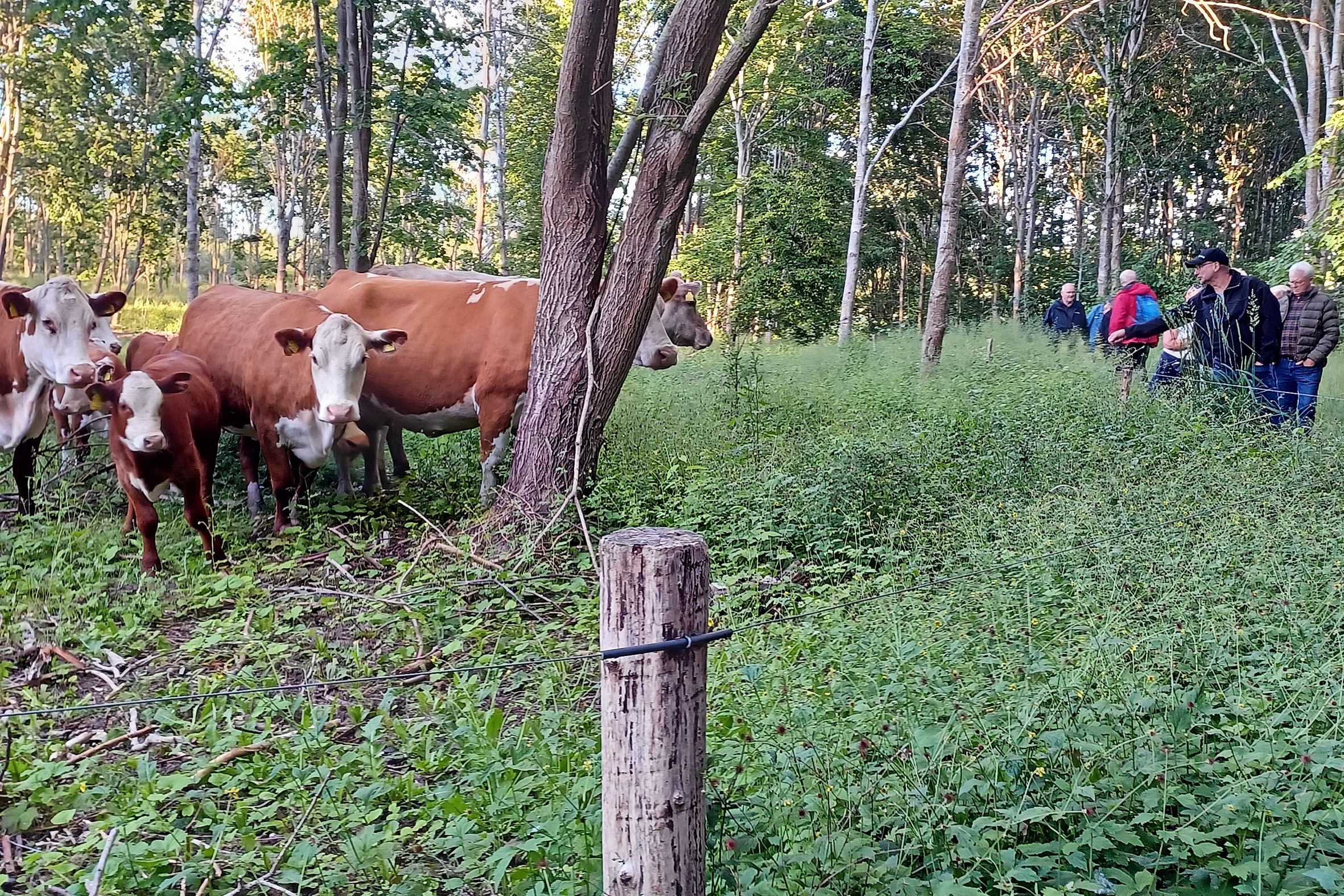 En flok køer fulgte sommervandringen. De var nysgerrige efter at se flokken af to-benede uden for hegnet.