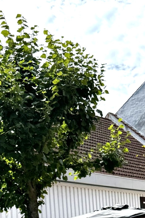 De Røde Løbere bragede ind i gågaden og åbnede nycirkusdage i Nykøbing. - Leiv Arne Kjøllmoen De Røde Løbere bragede ind i gågaden og åbnede nycirkusdage i Nykøbing.