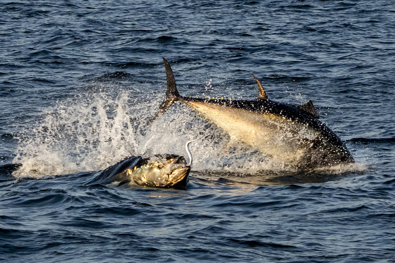 Tun springer efter hornfisk i Øresund i september 2024. De senere år er den ikoniske fisk for alvor vendt tilbage til danske farvande, blandt andet Øresund. (Arkivfoto).