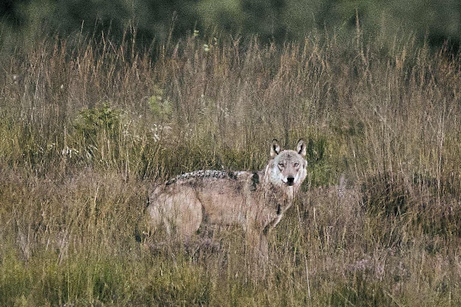 En vild ulv i Vestjylland er endnu ikke blevet skudt. Naturstyrelsen får nu udvidet tilladelse. (Arkivfoto).