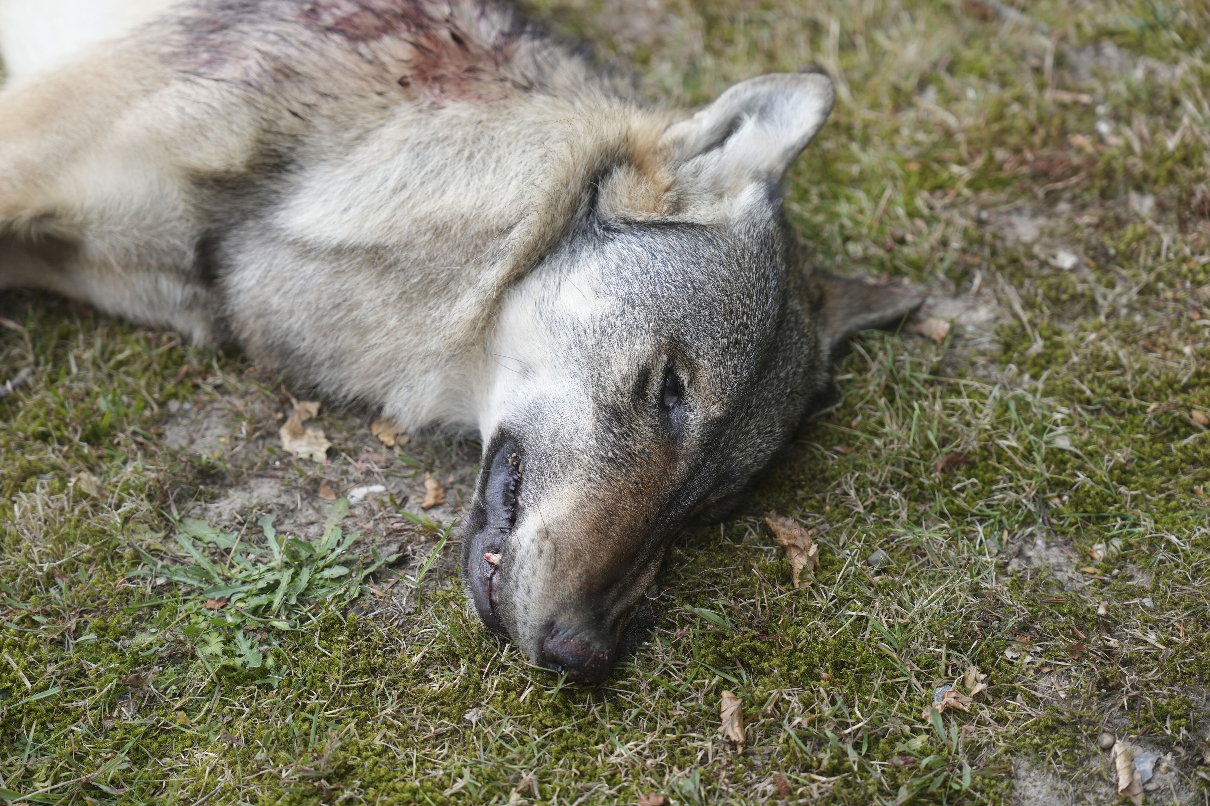 Ulven her blev nedlagt torsdag af en ansat hos Naturstyrelsen. Det skete, fordi ulven af myndighederne var udpeget som en problemulv grundet opsøgende adfærd over for mennesker. (Arkivfoto).