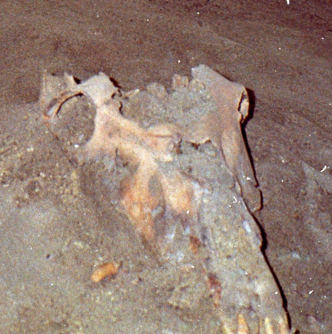 Et hestehoved fundet under et gulv i Gilleleje. - Museum Nordsjælland Et hestehoved fundet under et gulv i Gilleleje.