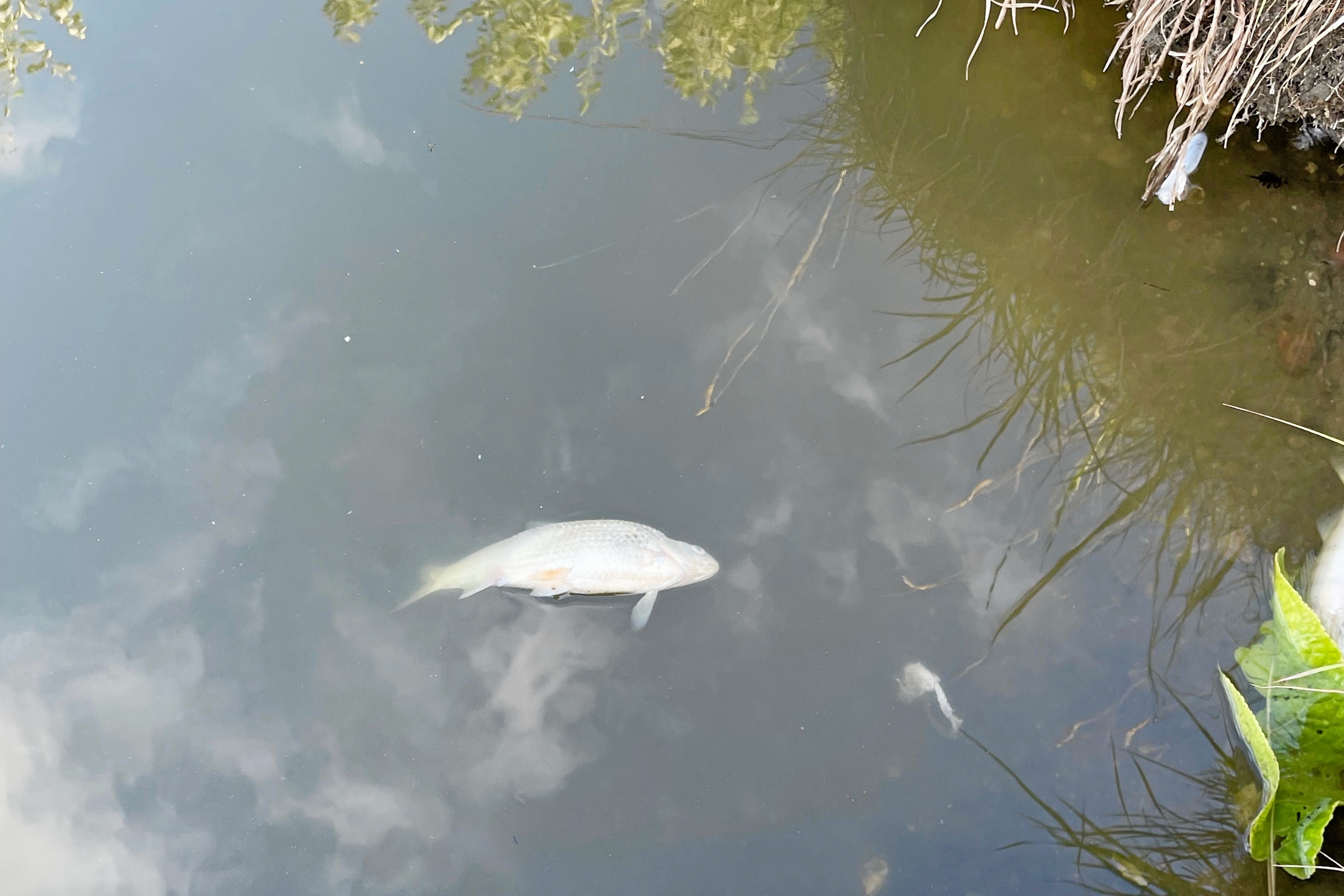 Der er flere døde fisk i søen. - Nadeem Rana Der er flere døde fisk i søen.