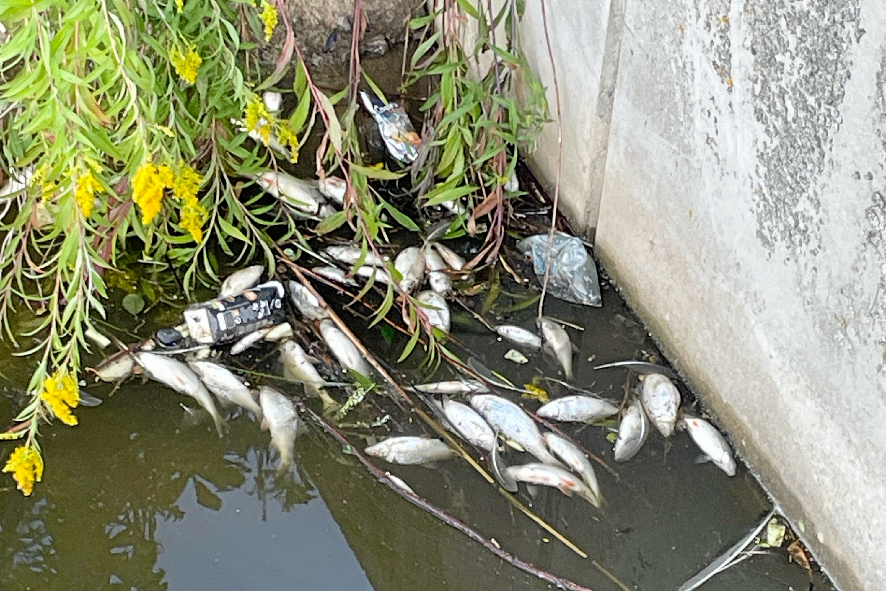Det vrimler med døde fisk i Selsmosen.