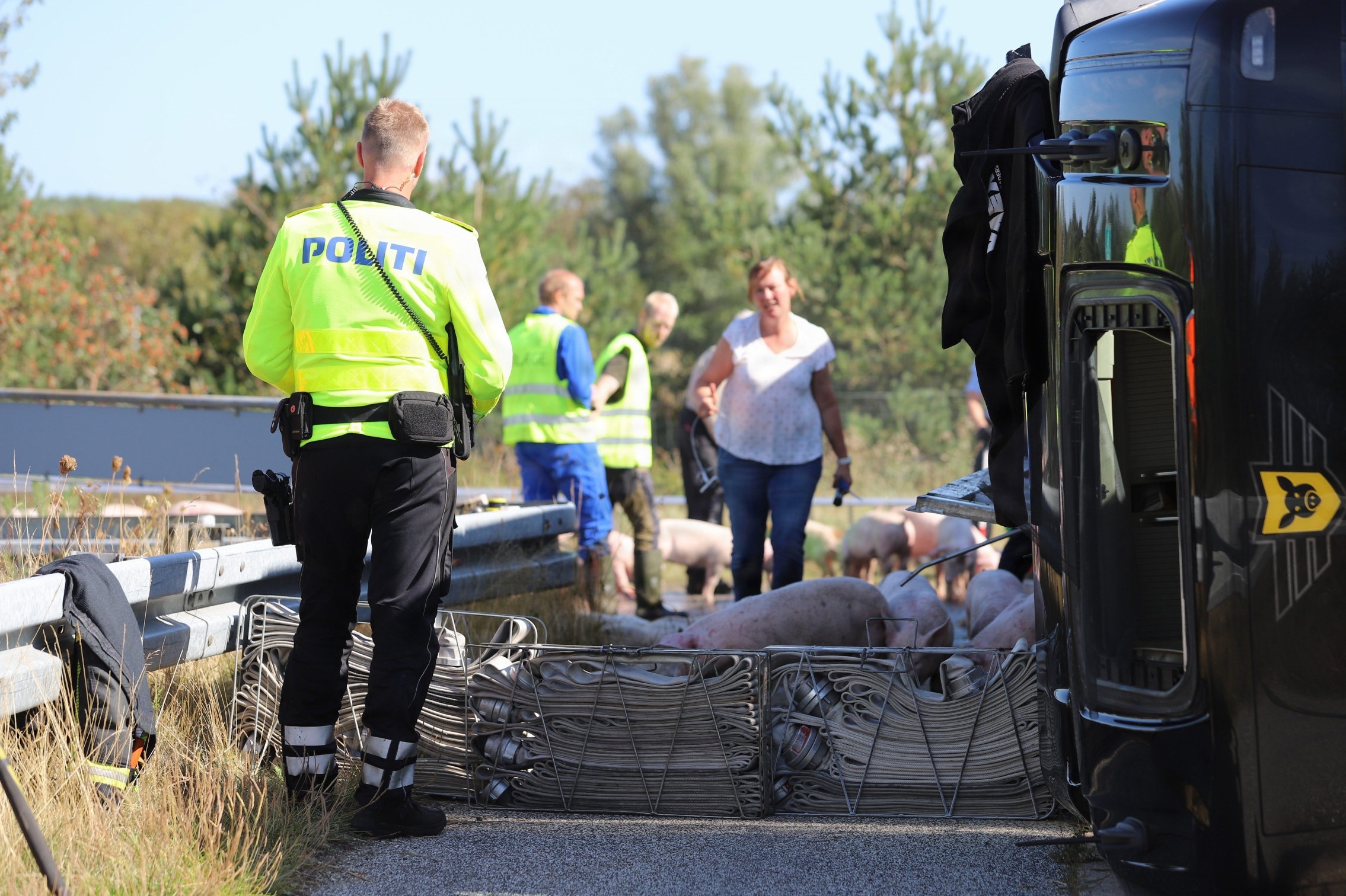 Mindst 100 grise døde, da en grisetransport mandag væltede ved Tylstrup nord for Aalborg. Chaufføren er ikke kommet alvorligt til skade.