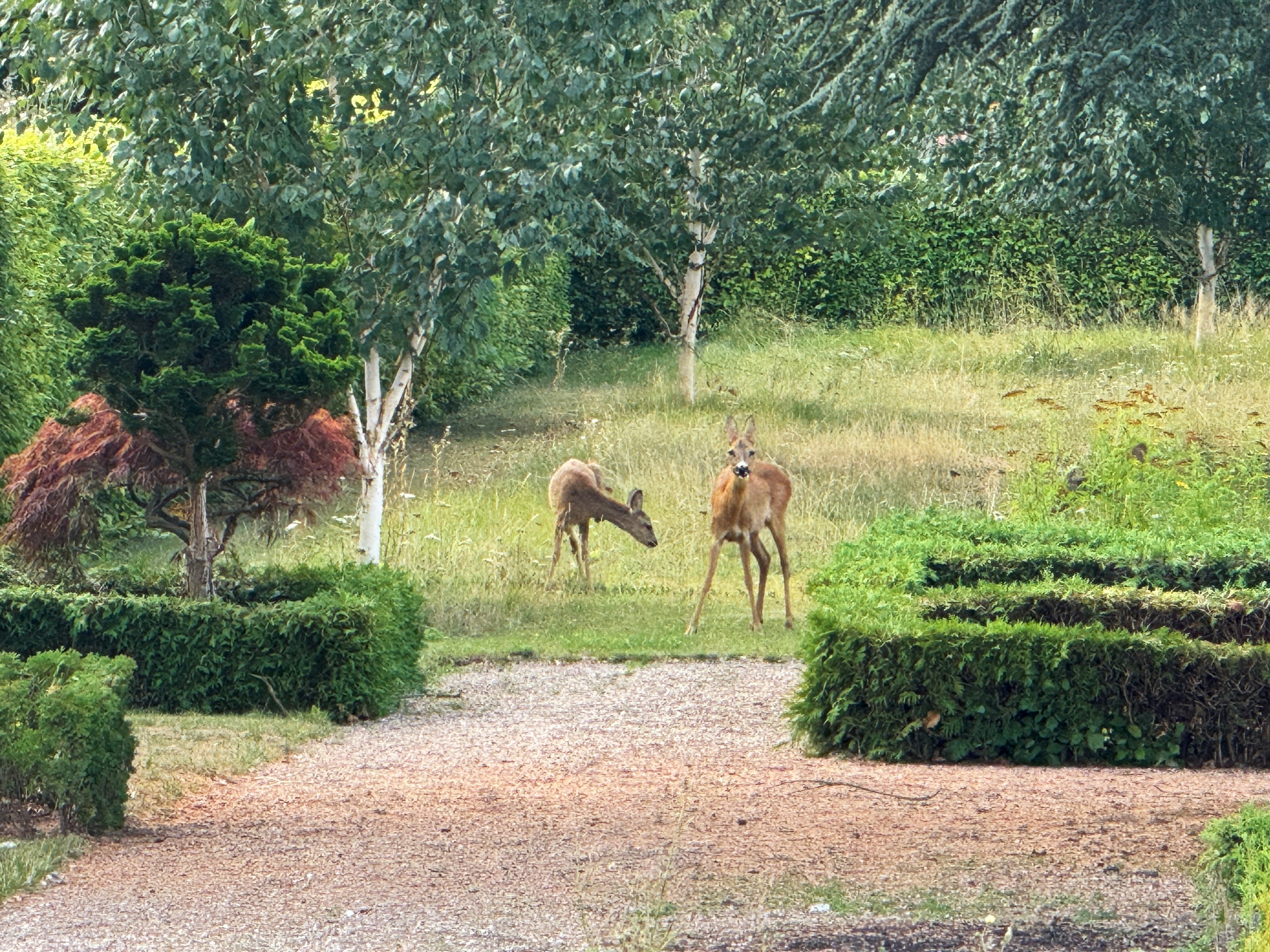Rådyrene bor fast på kirkegården og har fået unger i år.