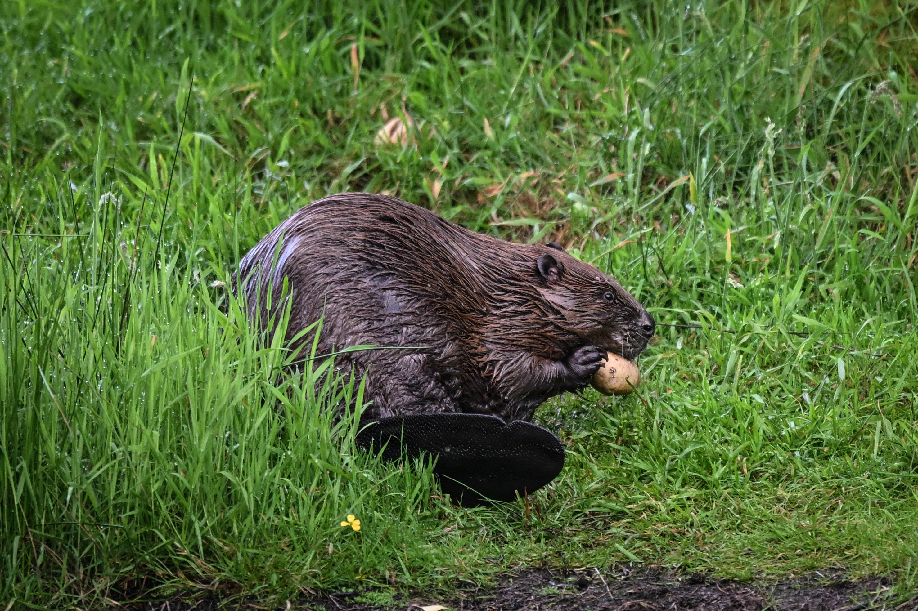 Der er uvist, hvor mange bævere der i dag lever i Danmark. På billedet ses en bæver, der blev spottet i den engelske natur. (Arkivfoto).