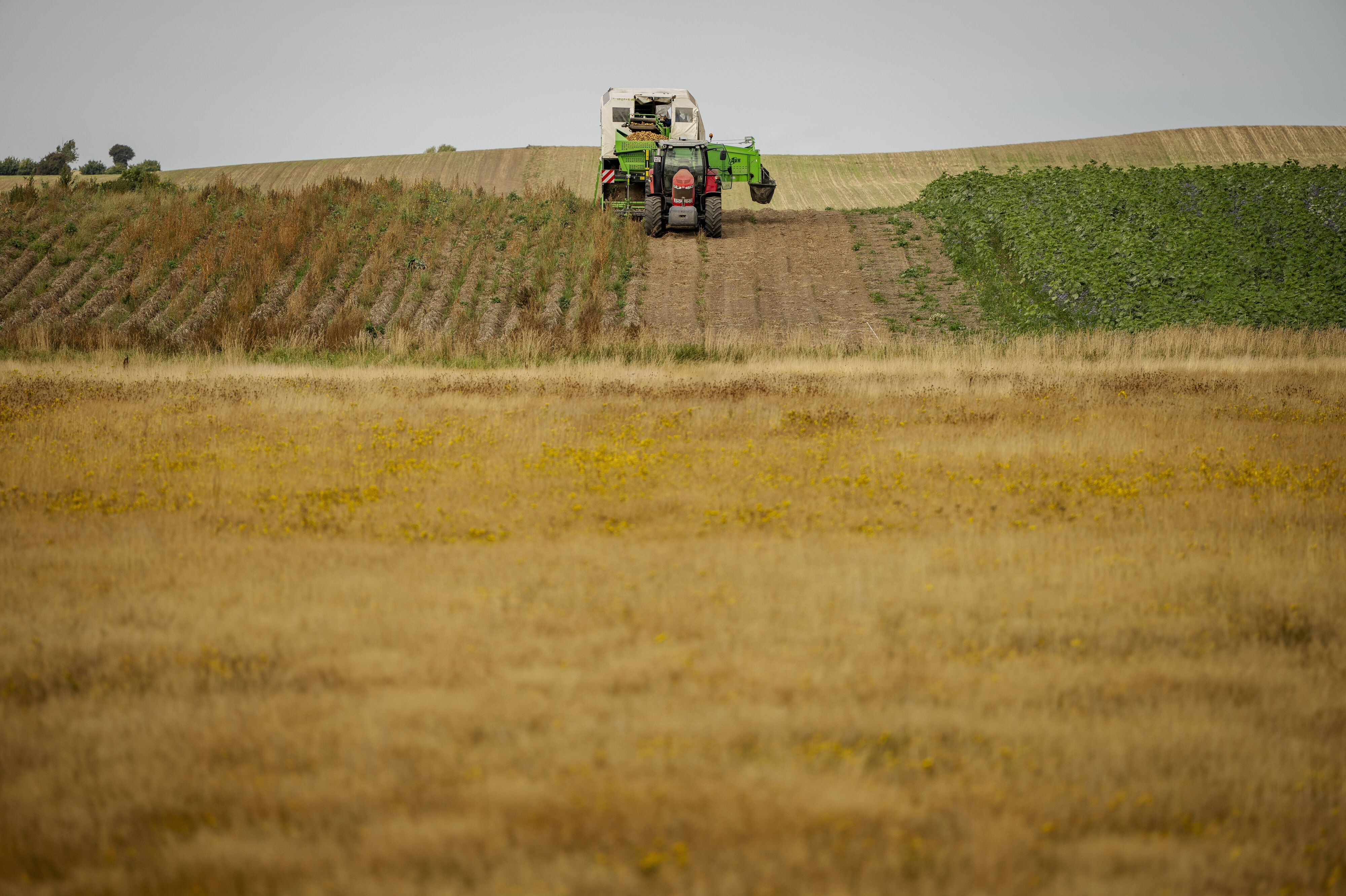 Aftalerne i den grønne trepart indebærer en gennemgribende omlægning af Danmarks areal og en række initiativer for at beskytte miljøet og reducere klimabelastningen. (Arkivfoto).