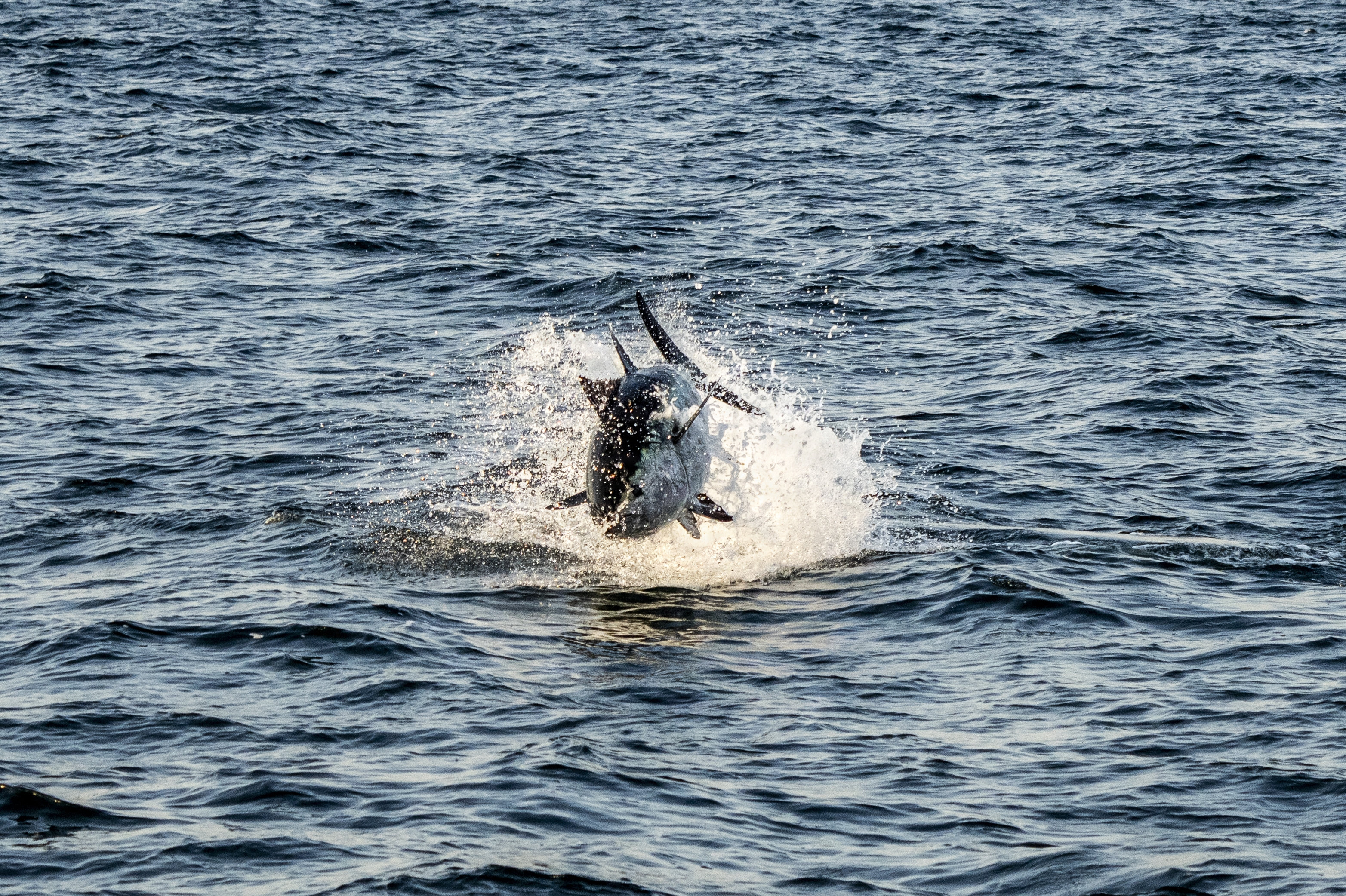En tunfisk springer i Øresund i september 2024. Tunfisk har gjort comeback i danske farvande, efter at arten forsvandt i 1960'erne. (Arkivfoto).