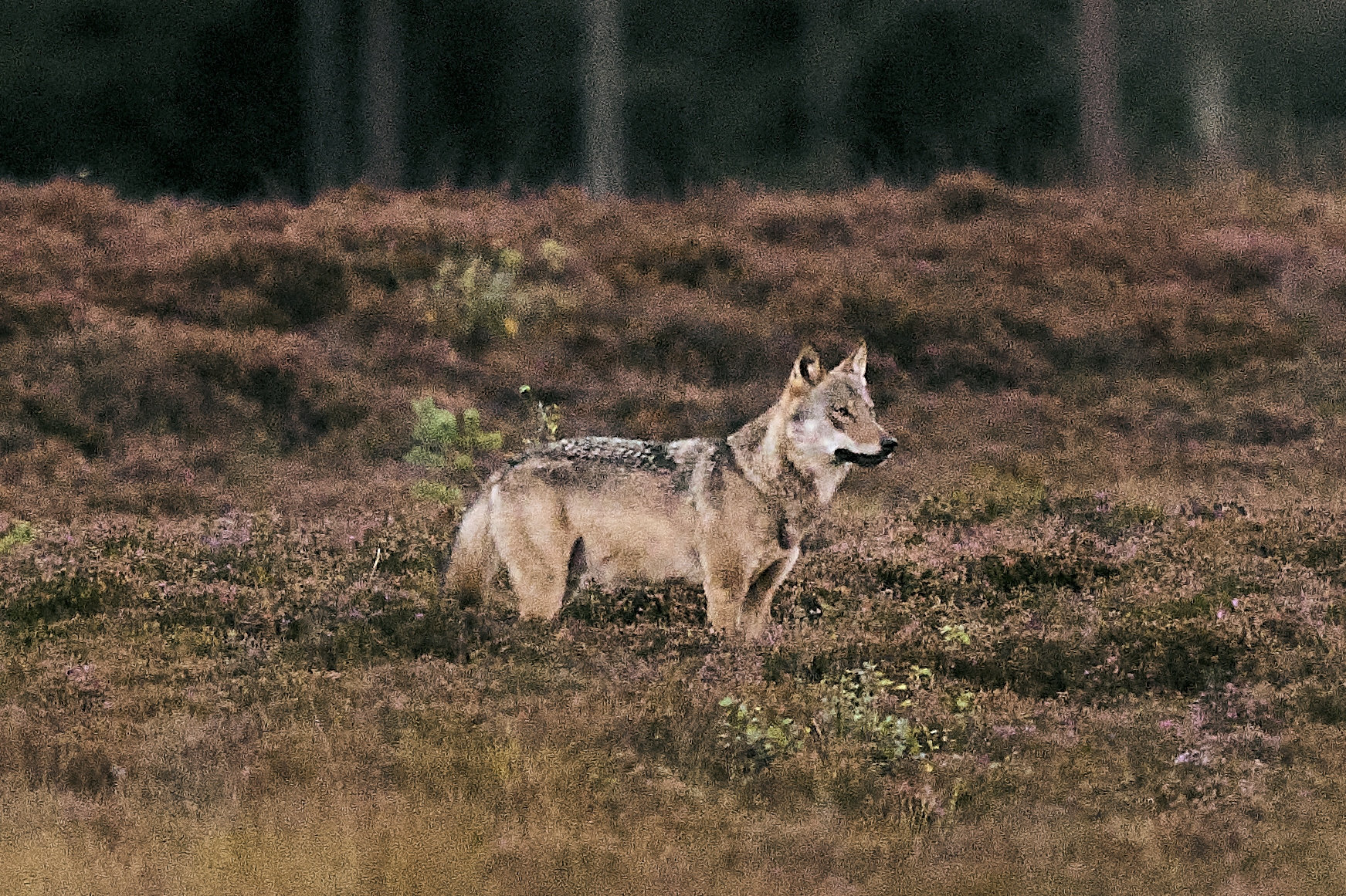 Ulven genindvandrede til den danske natur i 2012, efter at arten havde været udryddet i næsten 200 år. Ulven er fredet, men nye regler giver mulighed for at skyde ulve, der udgør en fare for husdyr. Ulven på billedet er fotograferet i Vestjylland i september 2025.(Arkivfoto).