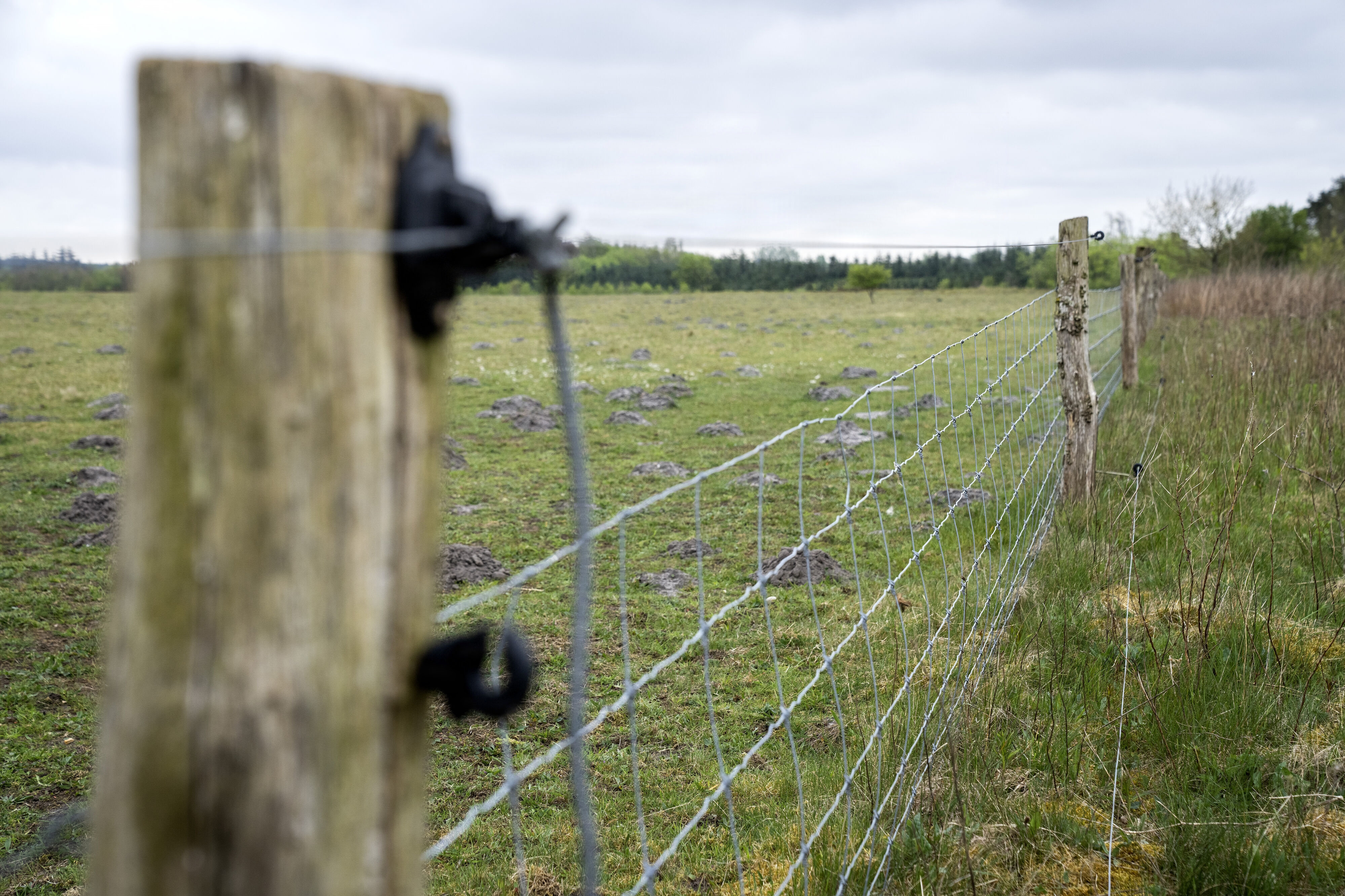 Ulvesikret hegn minimerer risikoen for ulveangreb på for eksempel får og lam. Nu åbner en ny runde af ansøgninger om tilskud til hegn med ekstra strømførende tråde. (Arkivfoto).