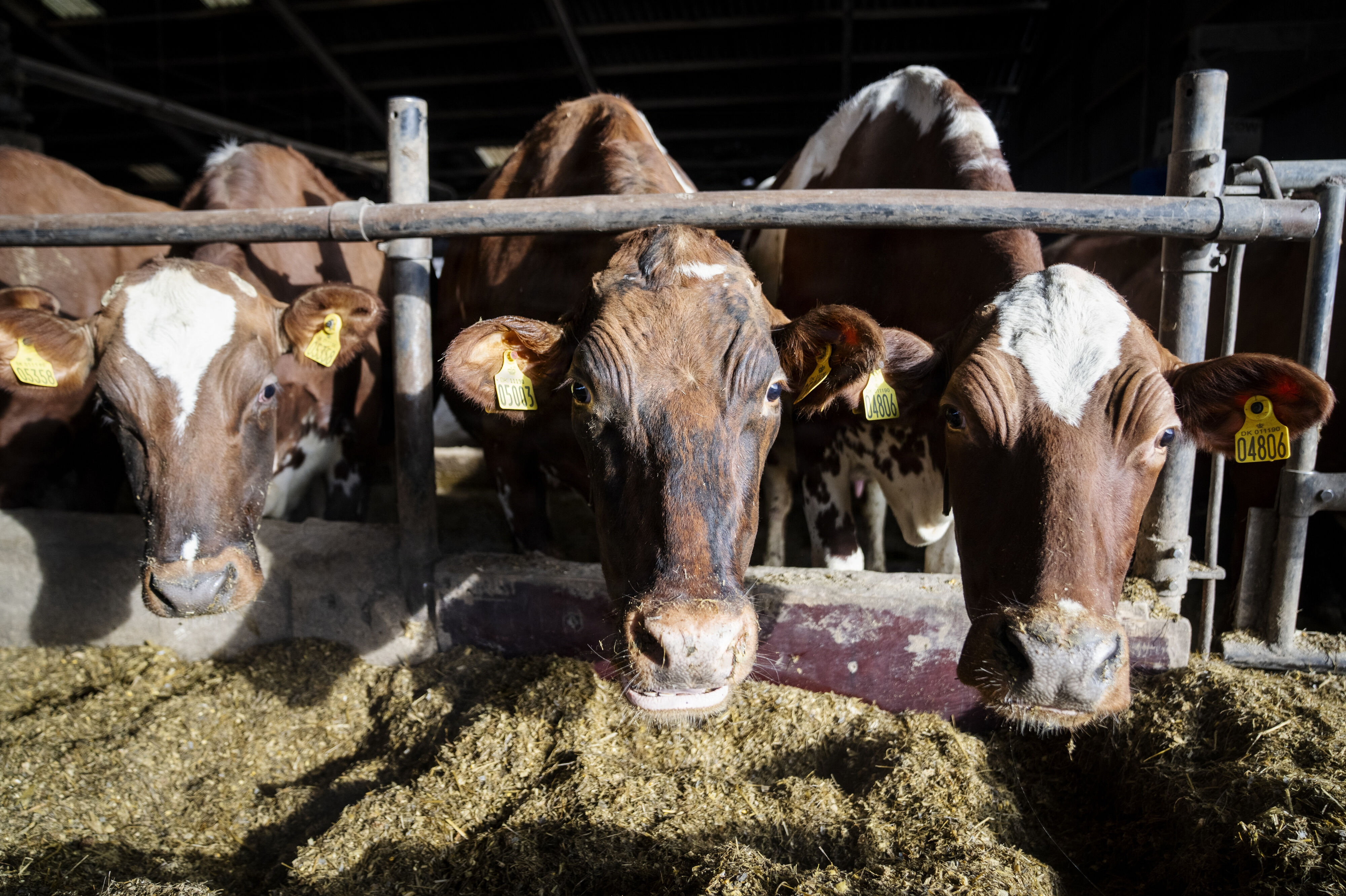 Det blev i 2025 lovpligtigt at reducere malkekøers udledning af metan - enten ved hjælp af Bovaer eller fedt i foderet. Nu fortæller Politiken om landmænd, der snyder med kompensationen til det omdiskuterede foderstof. (Arkivfoto).