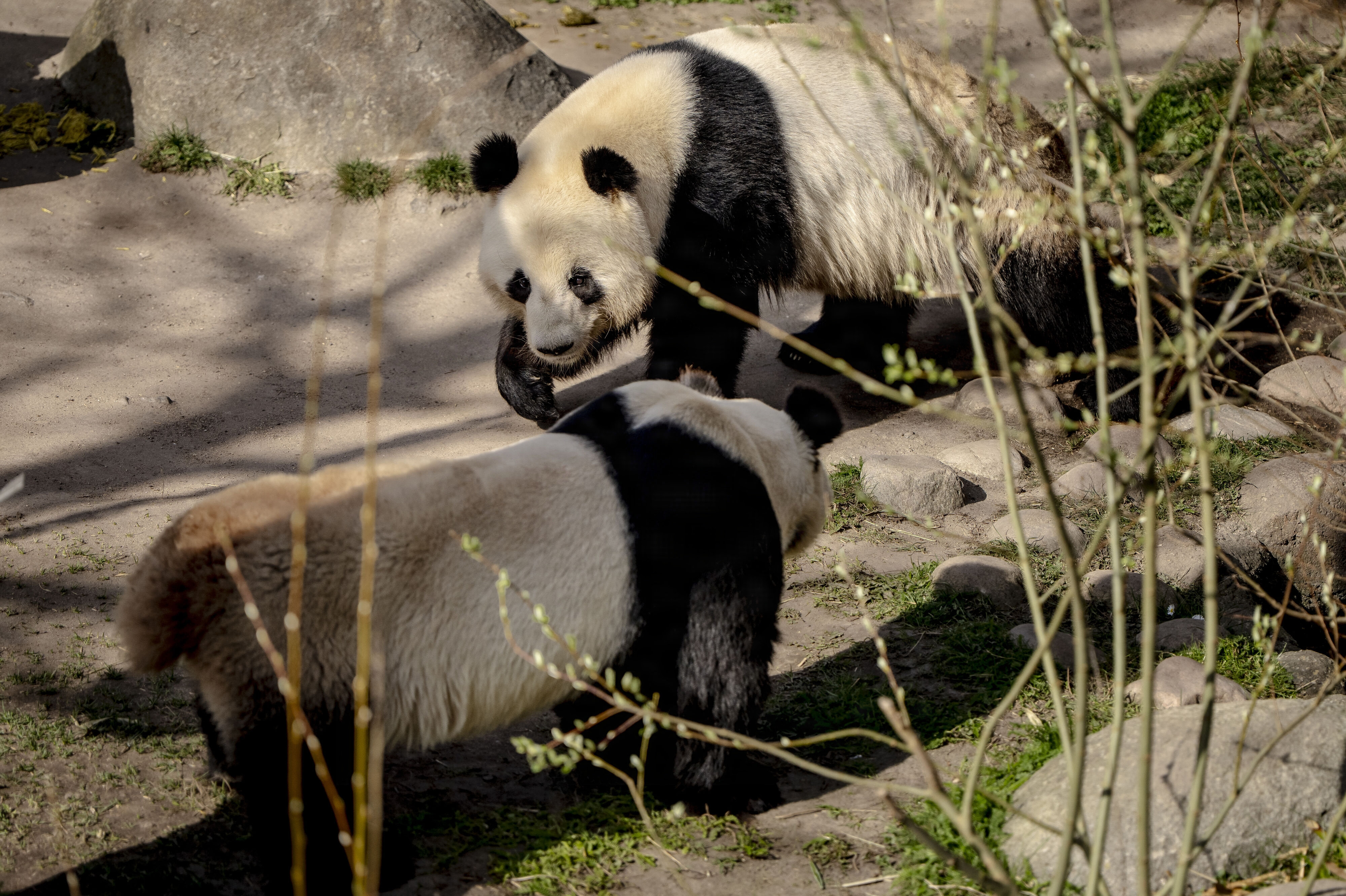 Pandaerne Mao Sun og Xing Er i Zoologisk Have i København er tidligere - som her i 2025 - blevet lukket sammen, når Mao Sun er i brunst. I år forsøgte den zoologiske have sig for første gang med at inseminere pandaen. (Arkivfoto).