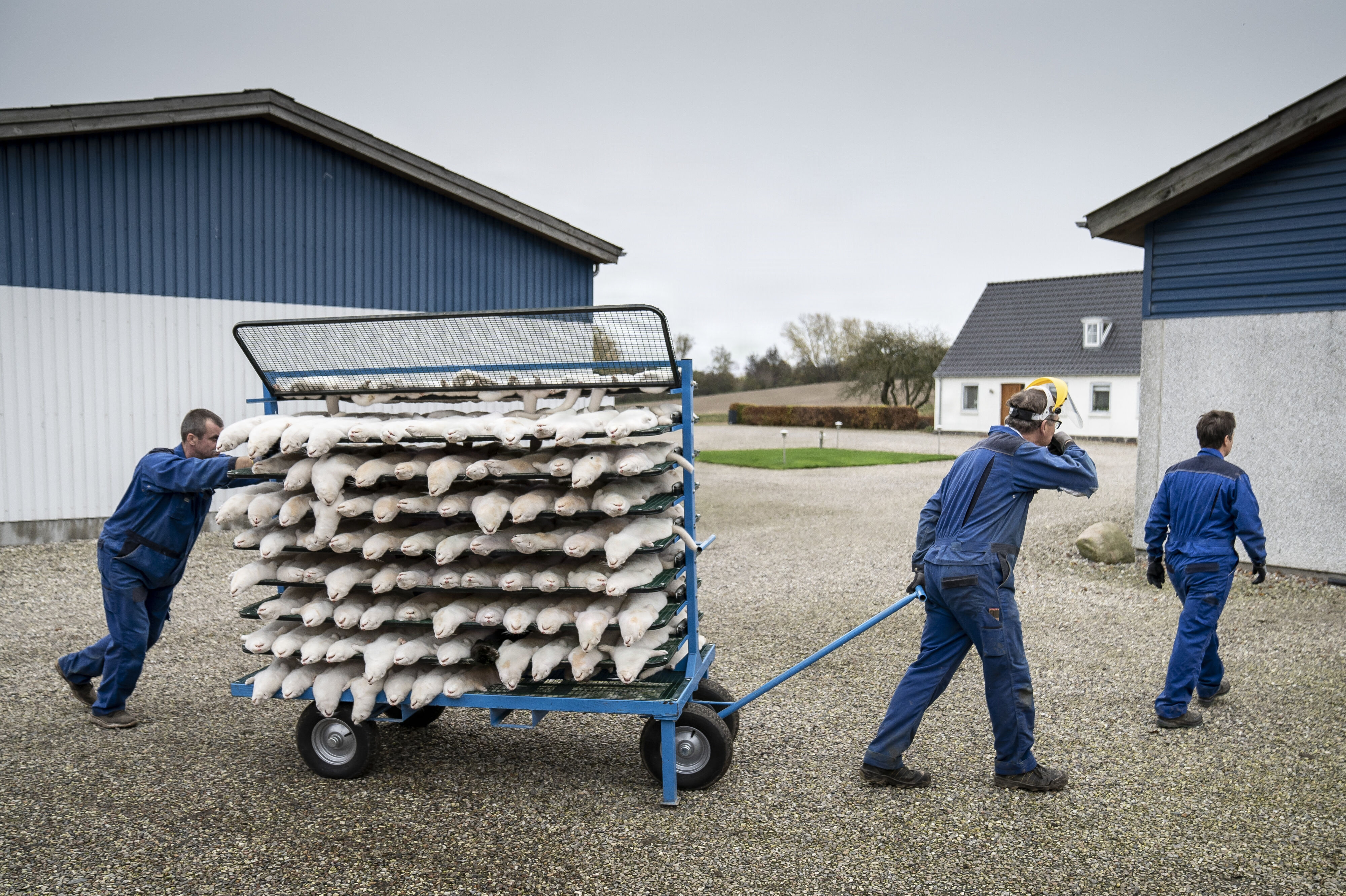 I efteråret 2020 måtte minkavlere aflive deres mink på grund af frygt for en muteret coronavirus. Minkavleres erstatningssager er fortsat ved at blive behandlet. (Arkivfoto).