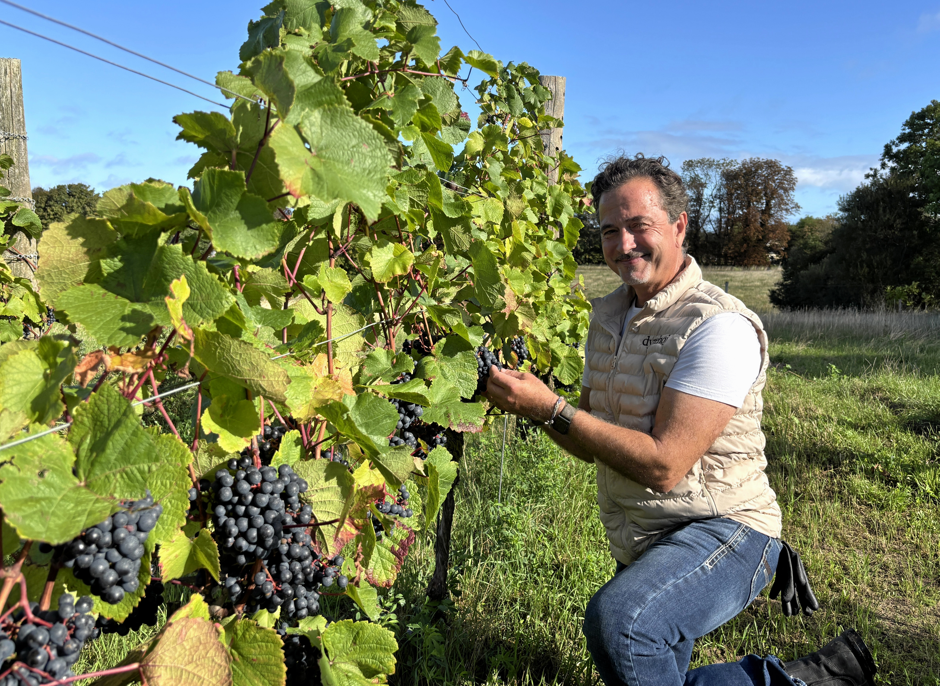 Jacob Bruun-Jensen, ejer af Dyrehøj Vingaard, ses her ved vinranker med druesorten cabernet cantor, som endnu ikke er klar til at blive høstet.