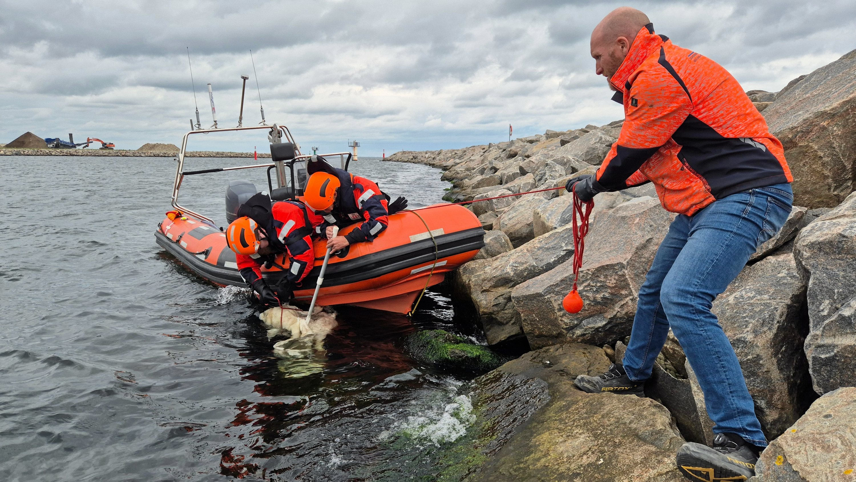 Fire døde grise blev torsdag fundet i vandet ved Søndre Mole på Køge Havn. Grisene er blevet aflivet og smidt i vandet af ukendte personer, lader det umiddelbart til.