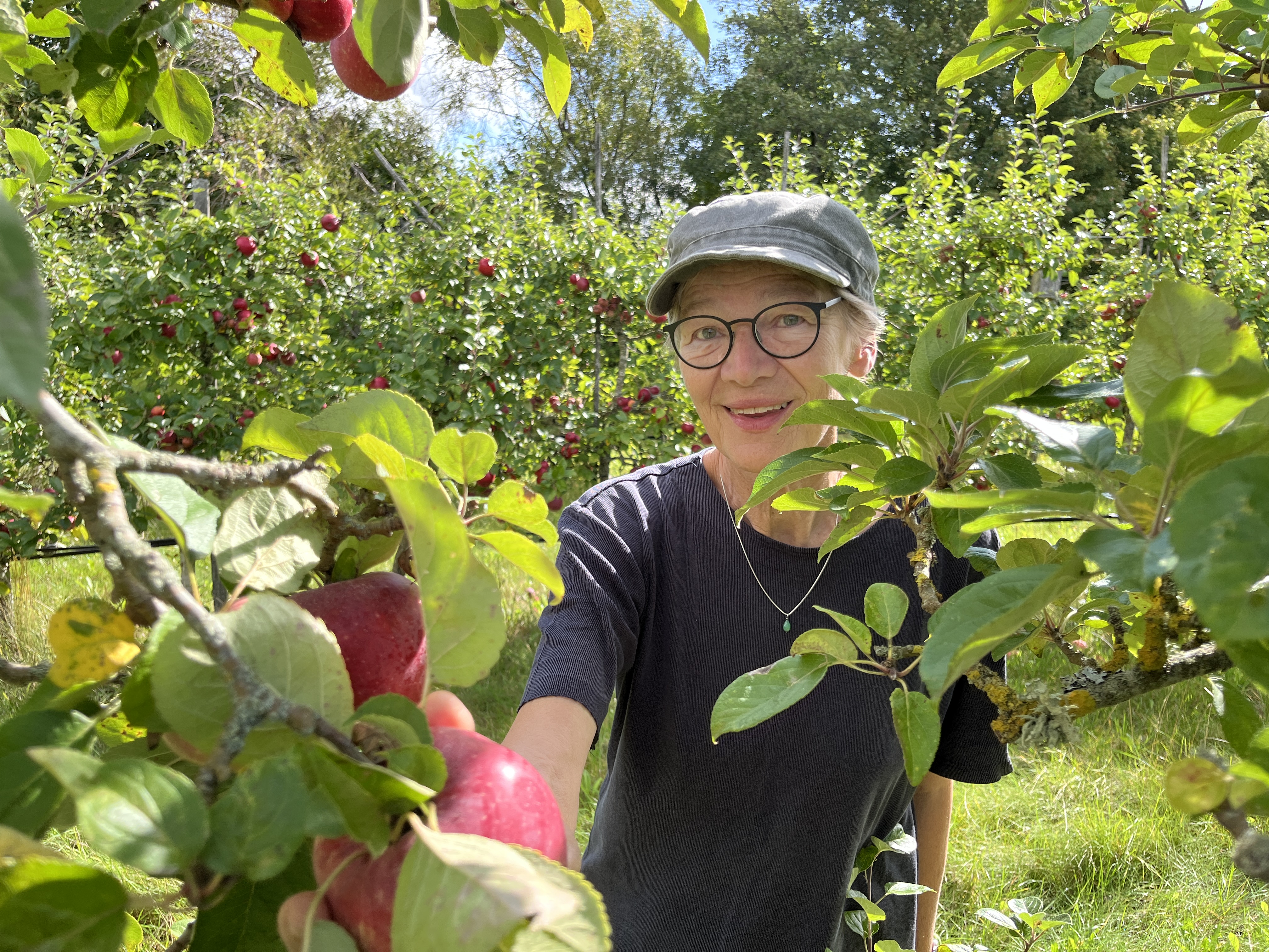 Maren Korsgaard er en af de mest vidende personer i Danmark når det kommer til æbletræer. Hun er hortonom, har arbejdet et langt liv på Pometet i Høje-Taastrup og er forfatter til flere bøger om danske frugttræer og buske.