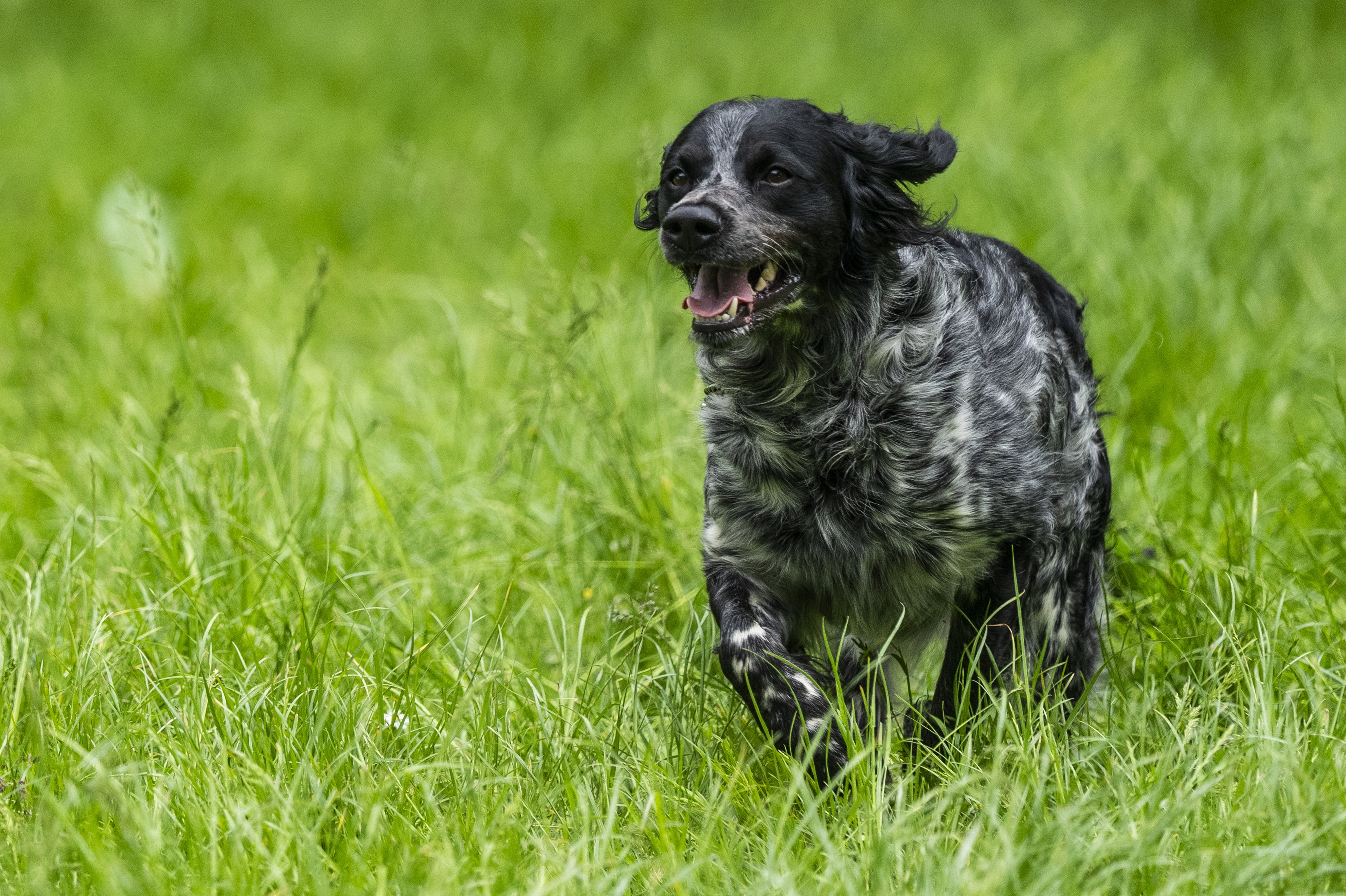 Jægere bør tage særlige forholdsregler, når de jager i områder med ulve, lyder det i en ny folder fra Styrelsen for Grøn Arealomlægning, Dansk Kennel Klub og Danmarks Jægerforbund. (Arkivfoto).