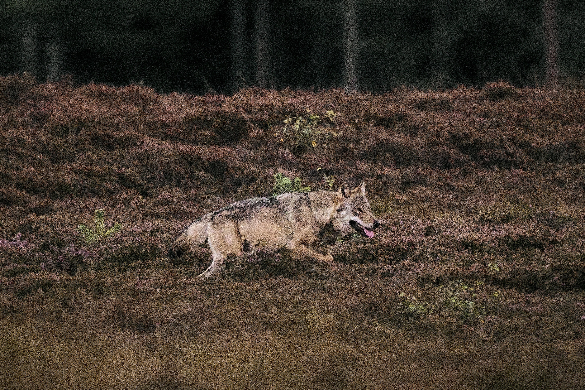 Vild ulv blev foreviget i Vestjylland 8. september 2025. (Arkivfoto).