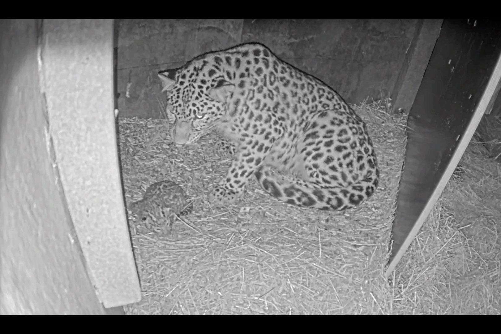 Et billede fra et overvågningskamera i Zoologisk Have i København viser en nyfødt leopardunge og dens mor. Den kom til verden sidste uge, skriver den zoologiske have, som har frigivet billedet.