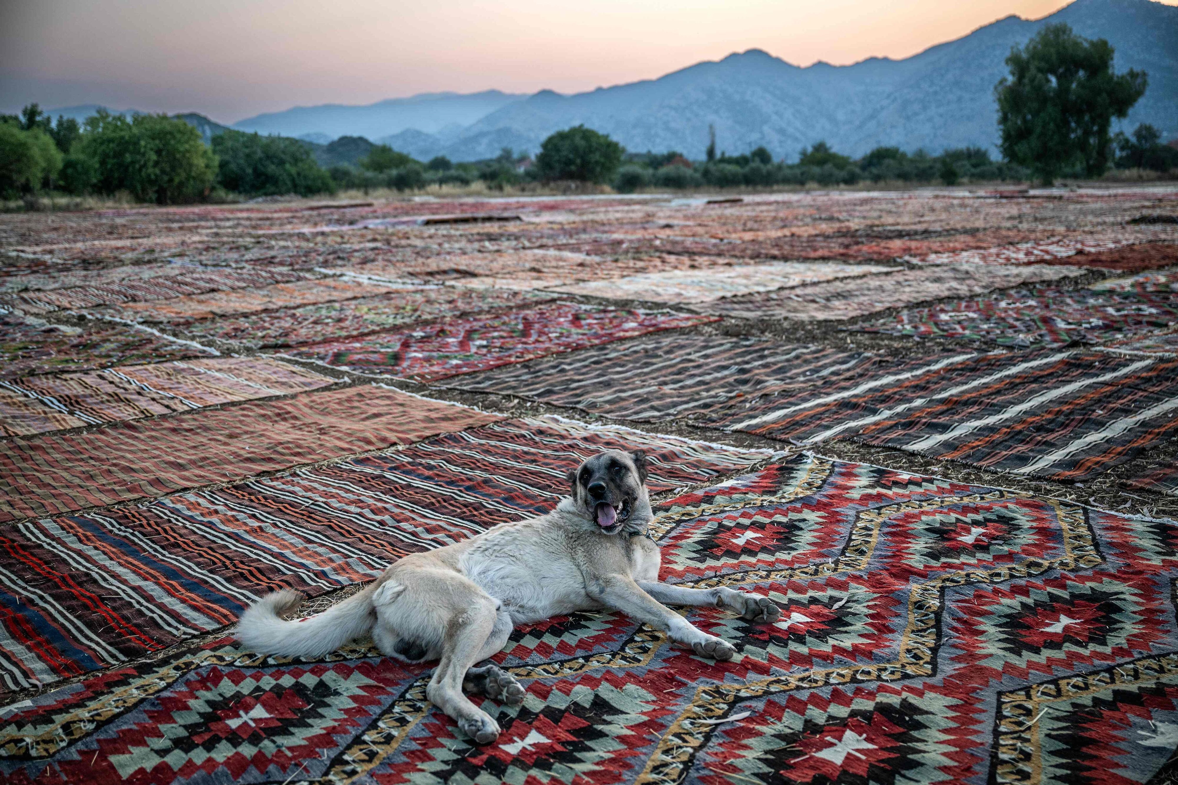 En herreløs hund uden for den populære ferieby Alanya i Tyrkiet. I 2025 blev de fleste forebyggende behandlinger mod rabies - også kaldet hundegalskab - i Danmark givet efter rejser til Tyrkiet. (Arkivfoto).