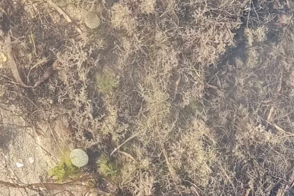 På fotoet her kan du se et par runde kugler, som Roskilde Fjord er fyldt med langs kysterne netop nu.