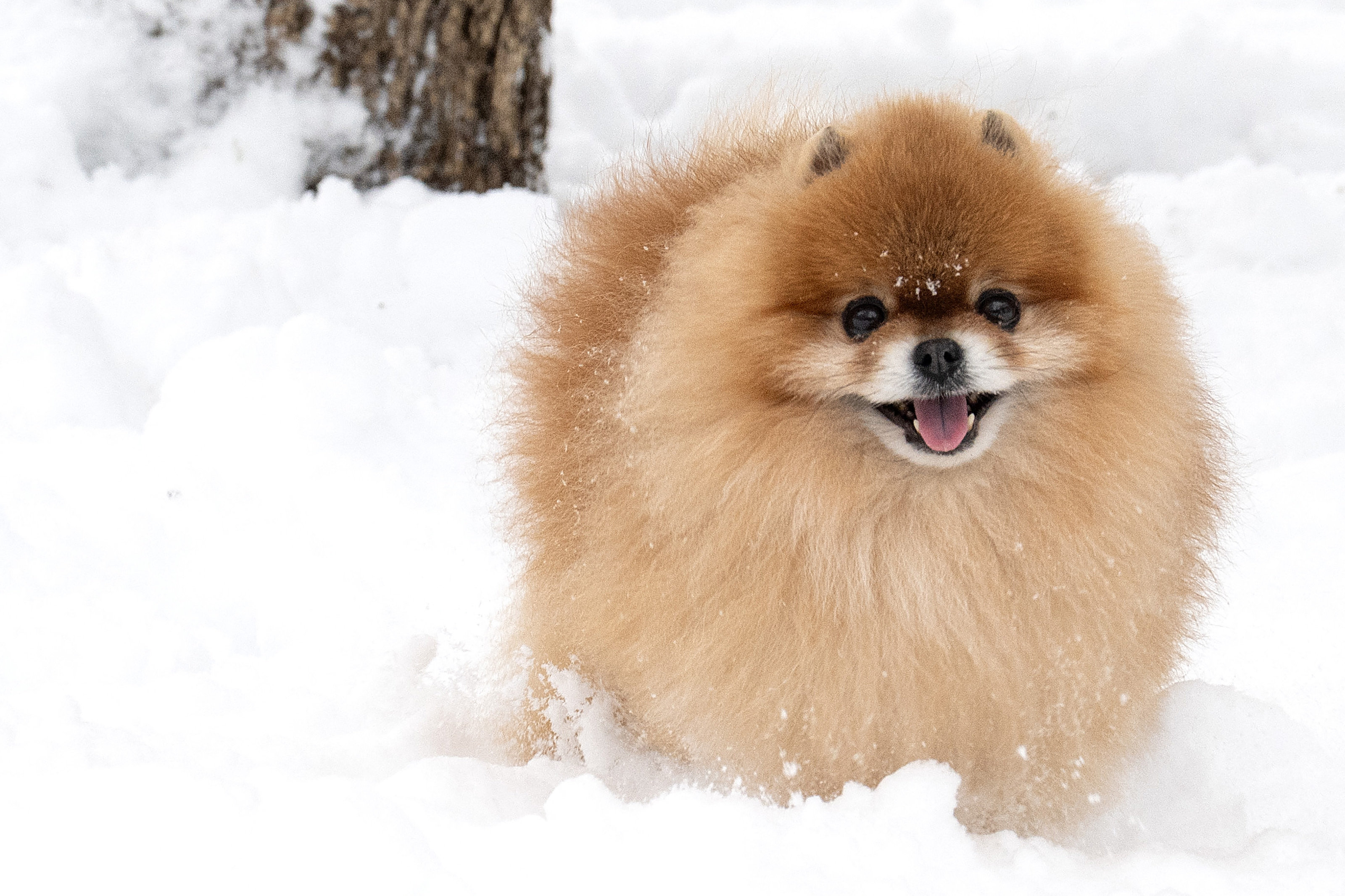 Det var hunde af racen pomeranian, som en kvinde havde på Sydfyn. I sidste uge blev hun dømt for uforsvarlig behandling. Hunden på billedet har ikke noget med sagen at gøre. (Arkivfoto).