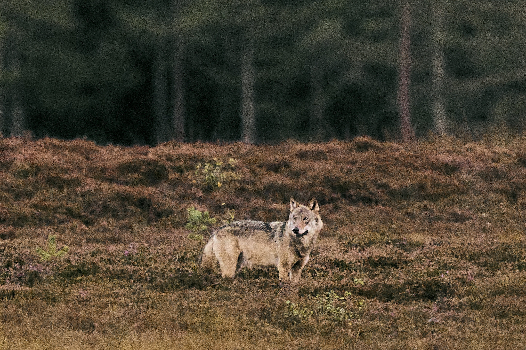 Et dyr er fundet trafikdræbt fredag morgen, og Naturstyrelsen formoder, at der er tale om en død ulv. På billedet ses en ulv i Vestjylland mandag den 8. september 2025. (Arkivfoto).