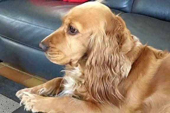 Denne otte-årige cockerspaniel er sporløst forsvundet i Hørsholm. Nu efterlyses den.