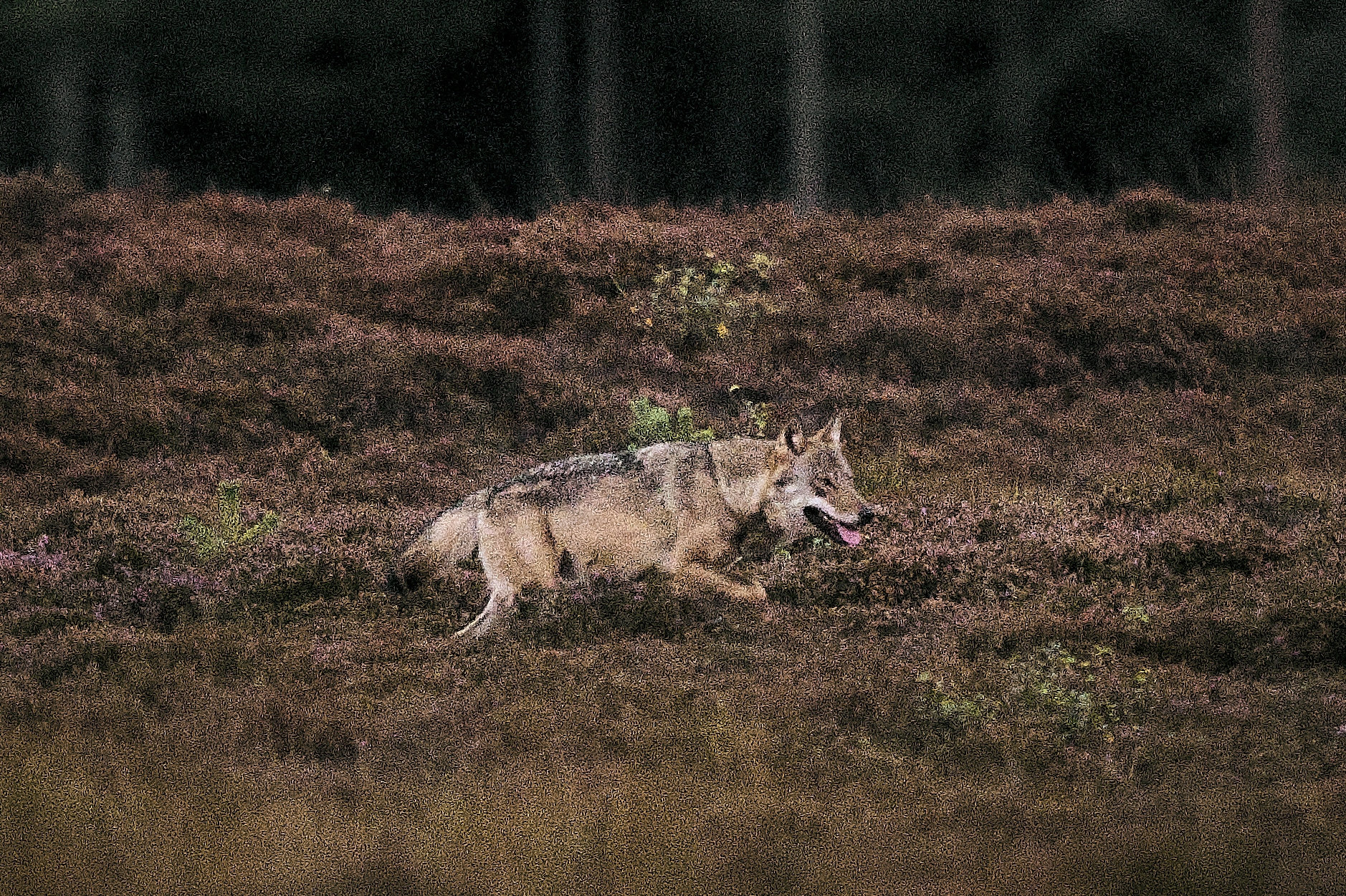 Vild ulv blev foreviget i Vestjylland i september 2025. Ifølge Styrelsen for Grøn Arealomlægning og Vandmiljø er ulvebestanden i Danmark voksende. (Arkivfoto).