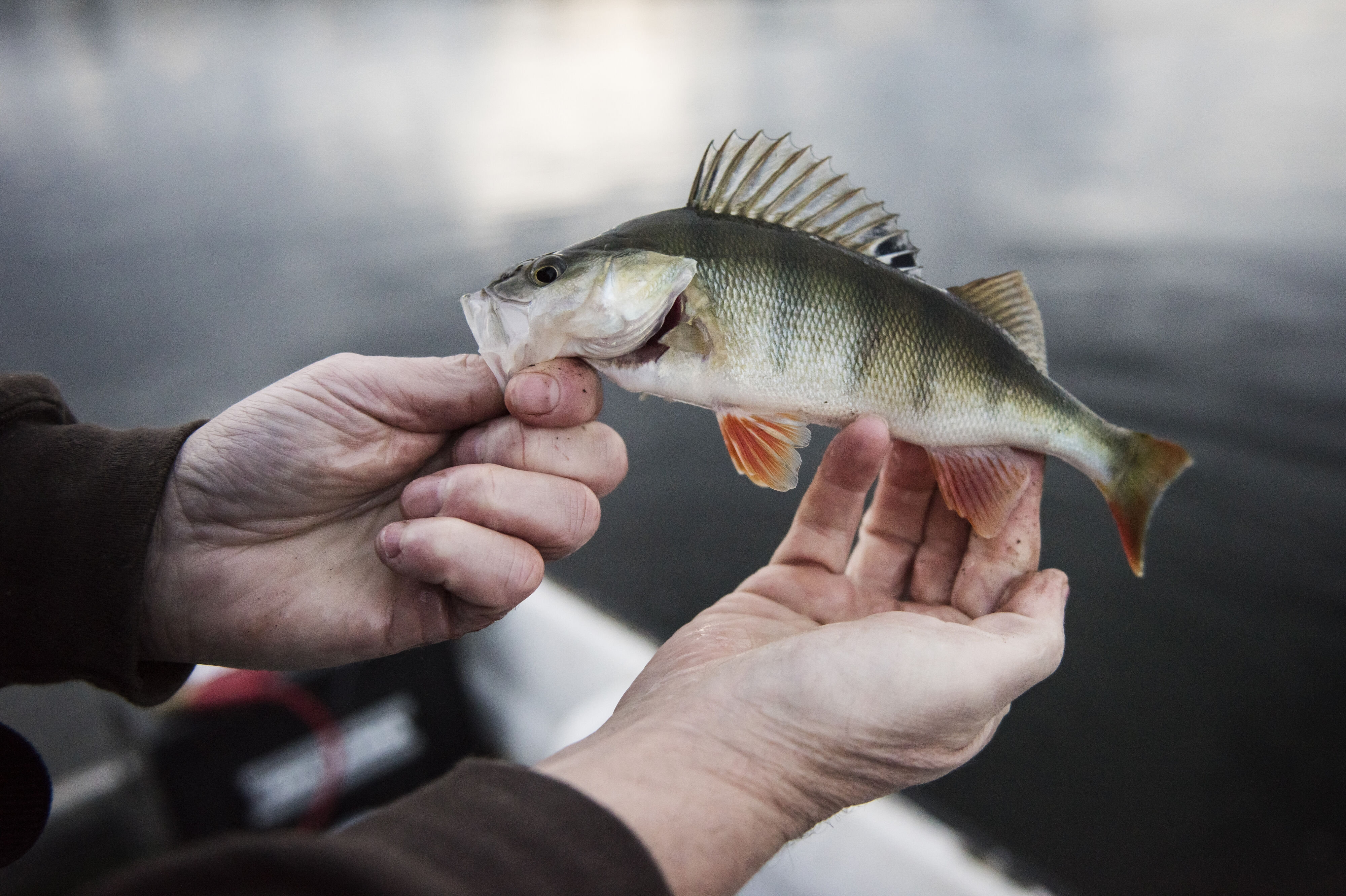 Målet er at øge antallet af "unge fisk" omkring fiskevuggestuerne - der også kaldes biohuts - med 30 procent, men også at se en stigning af aborrer og gedder. (Arkivfoto).